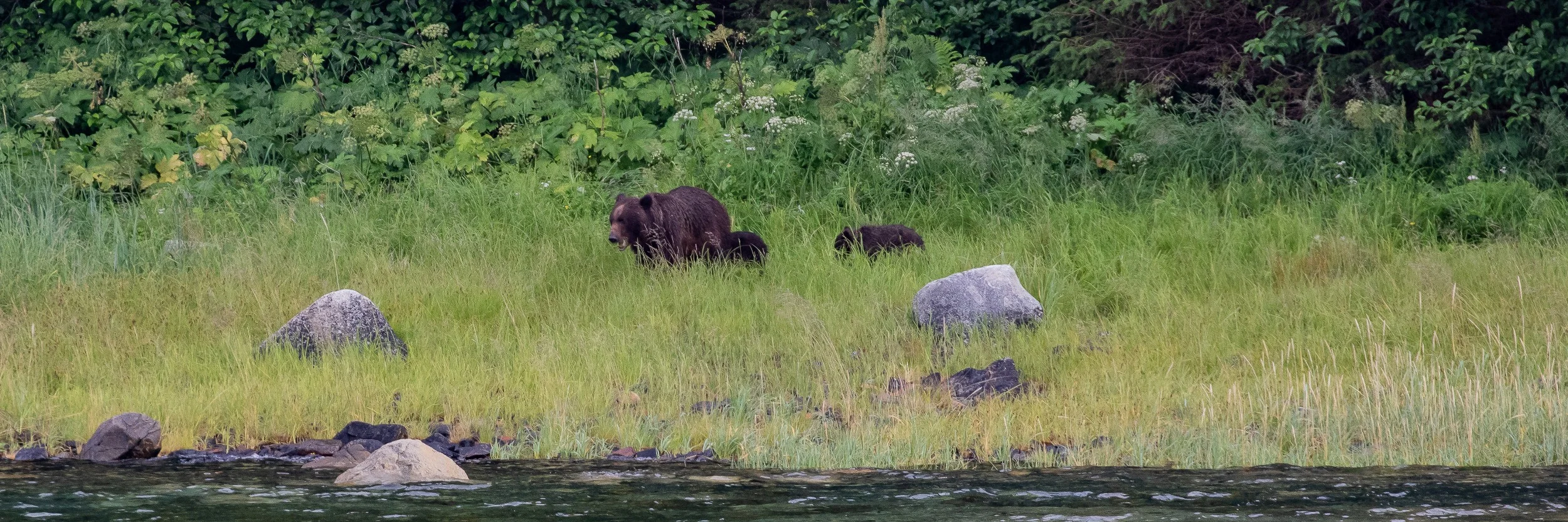 Alaska,Cruise,Seal Bay,Black Bear,-599.JPG