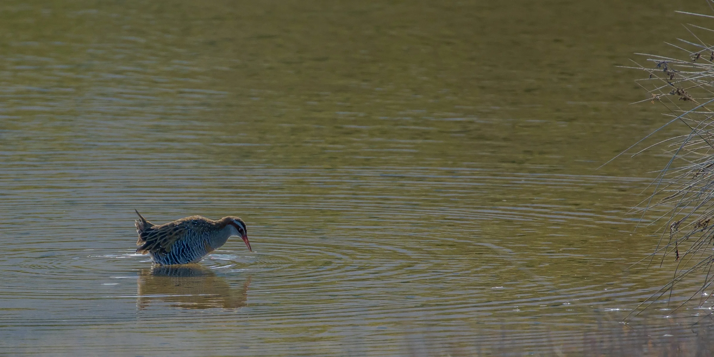 Banded Rail,160429(21d)-069.jpg