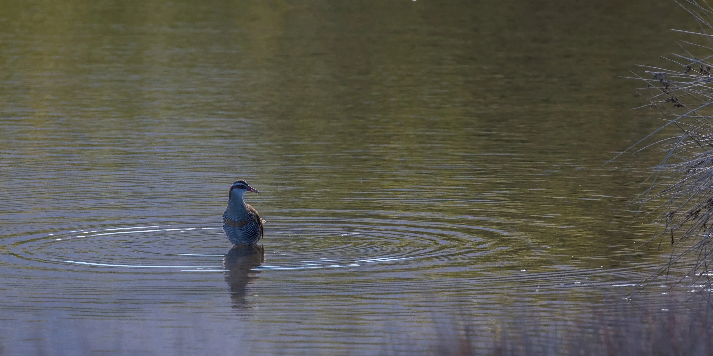 Banded Rail,160429(21d)-053.jpg