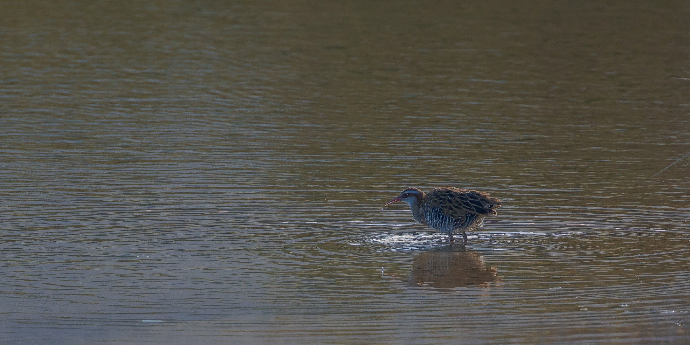 Banded Rail,160429(21d)-074.jpg