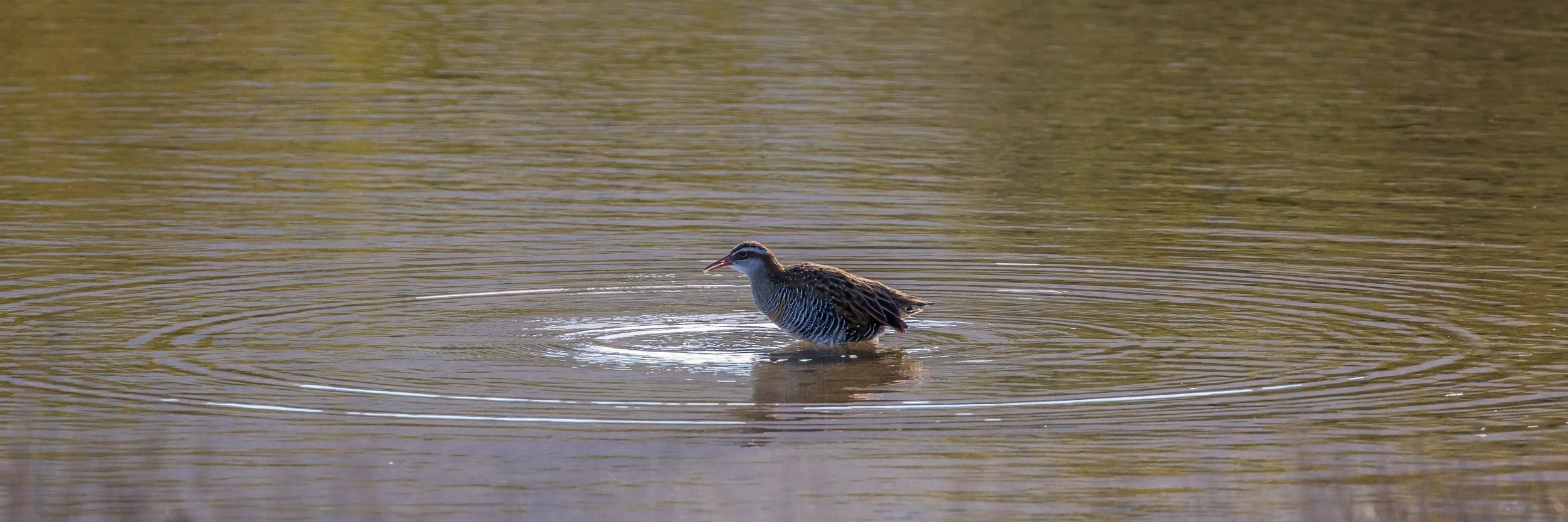Banded Rail,160429(31d)-060.jpg