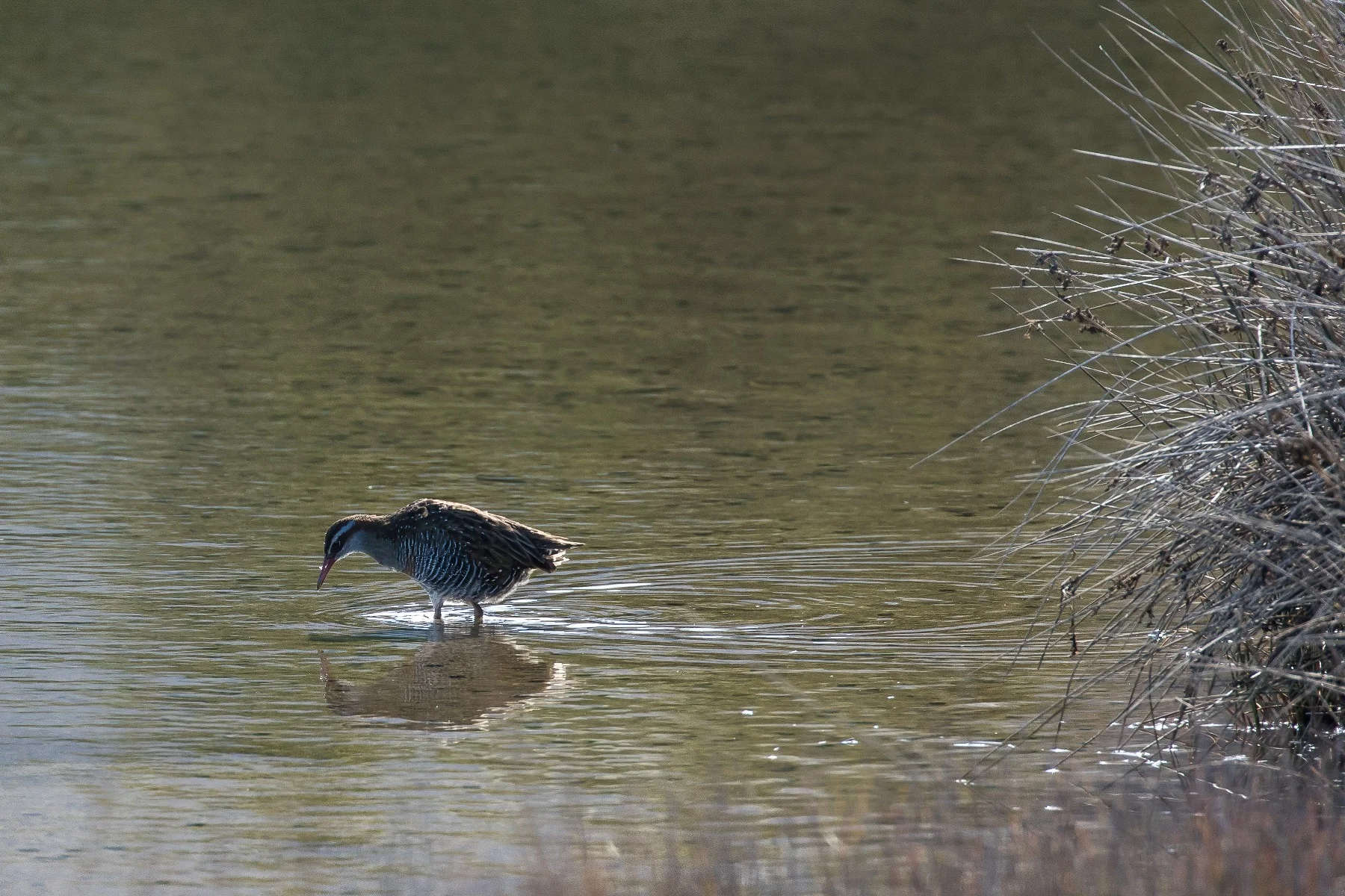Banded Rail,160429-050d.jpg