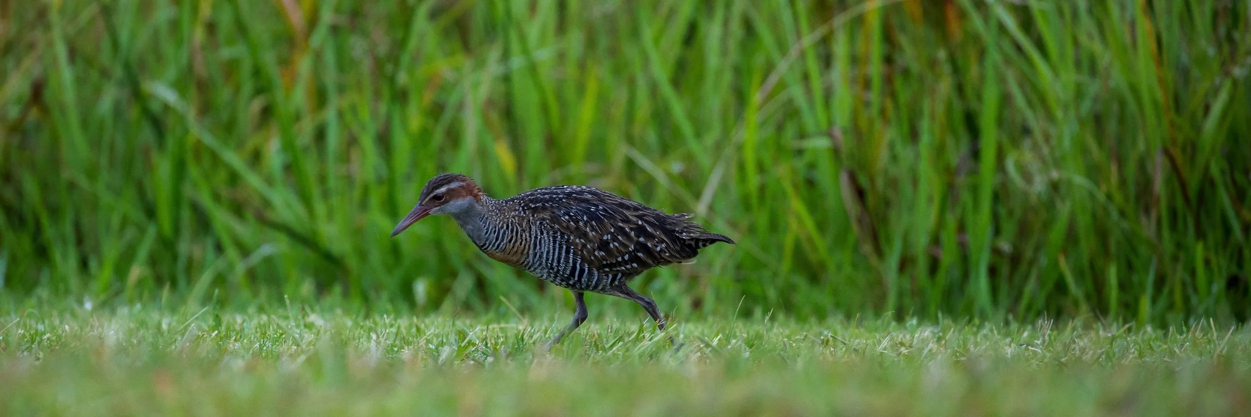 Banded Rail,Mohu-pereru,-081.JPG