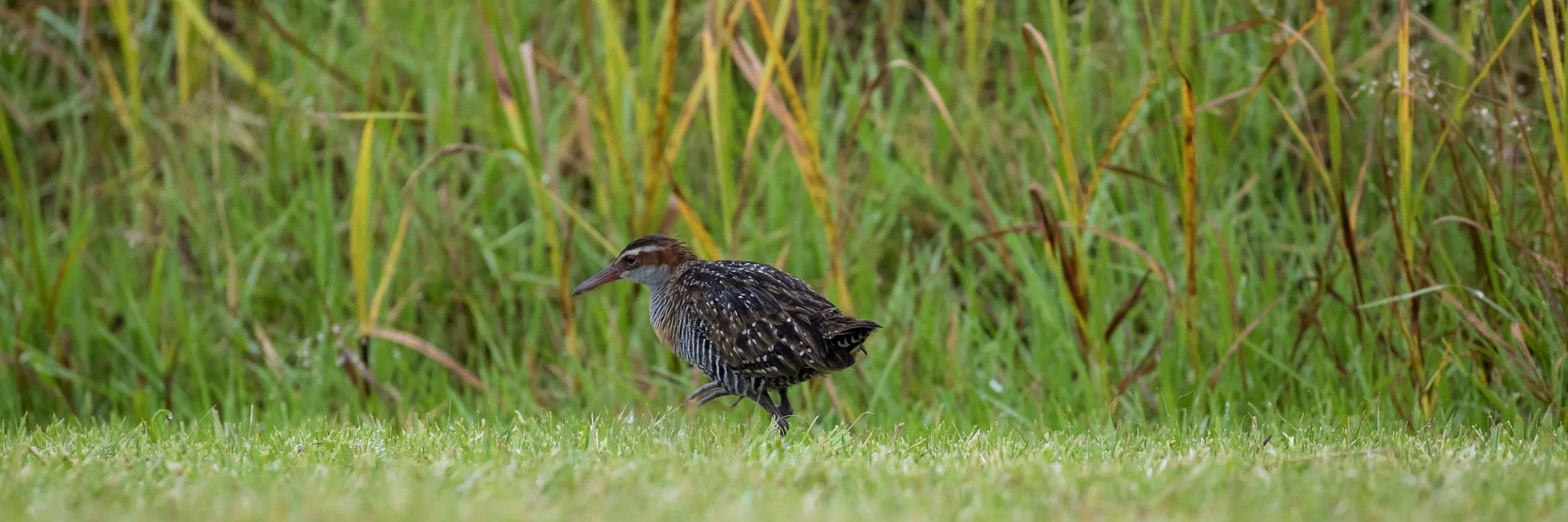 Banded Rail,Mohu-pereru,-106.JPG