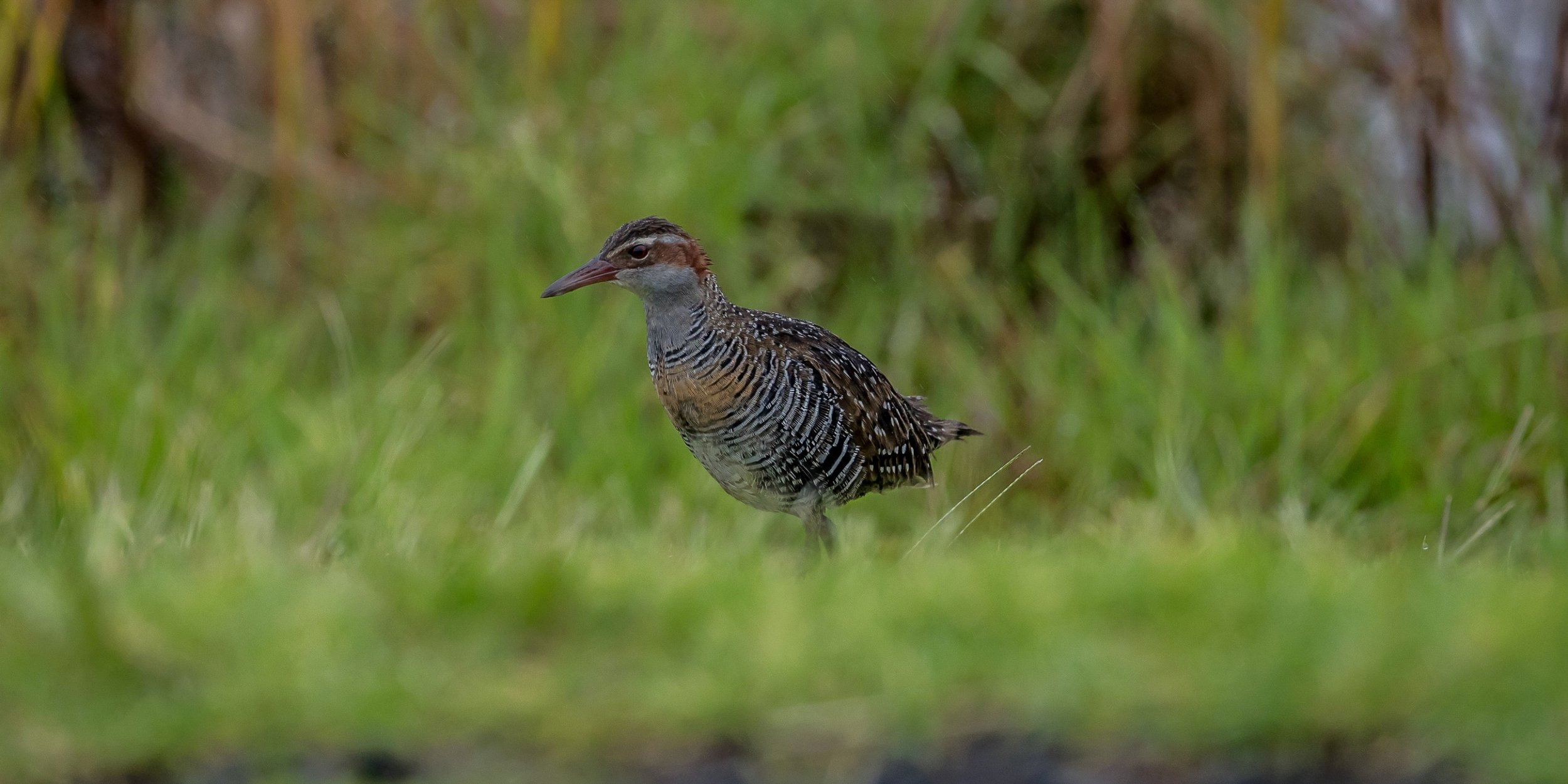 Banded Rail,Mohu-pereru,-129.JPG