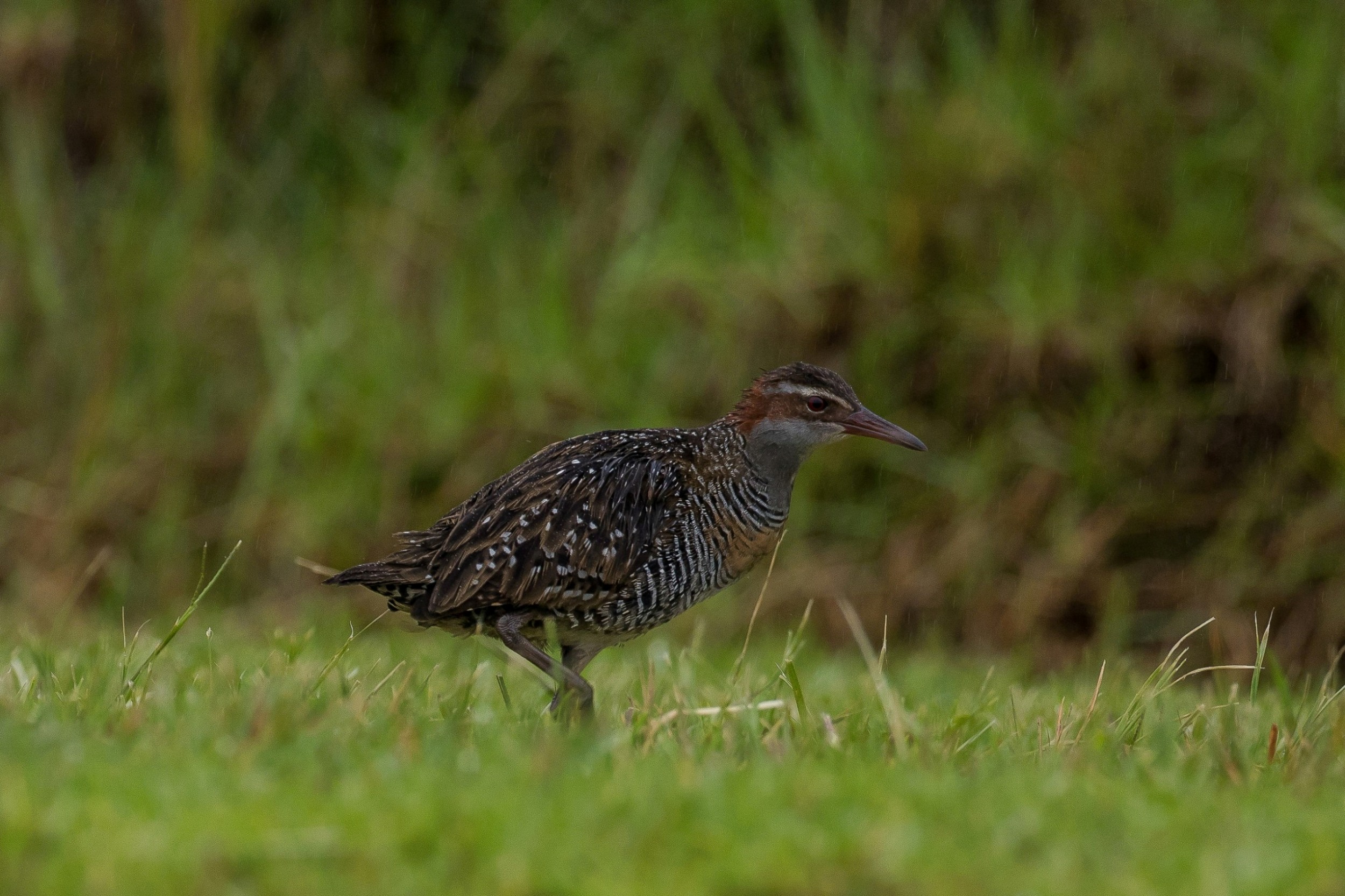 Banded Rail,Mohu-pereru,-150.JPG