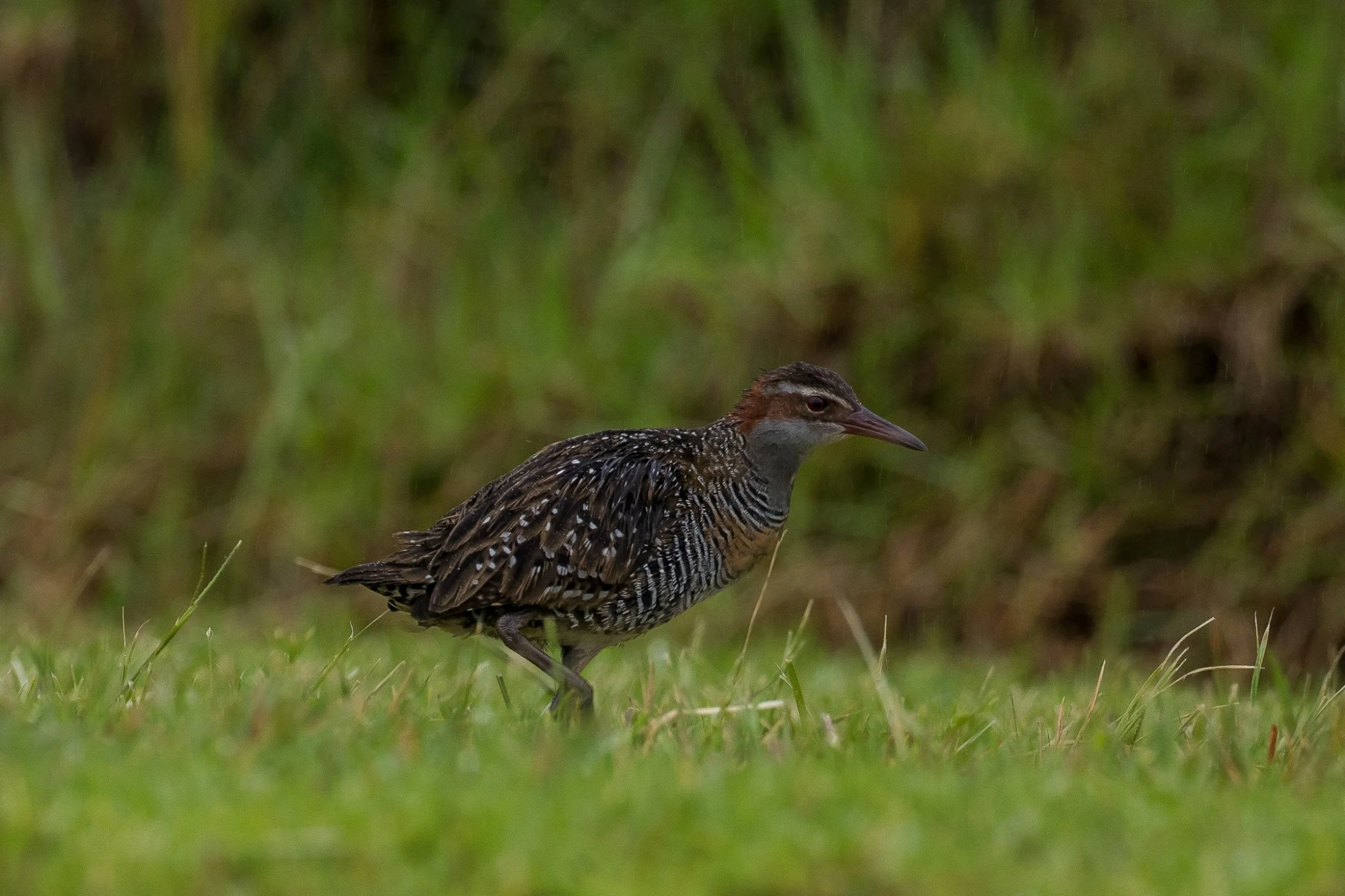 Banded Rail,Mohu-pereru,-150.JPG