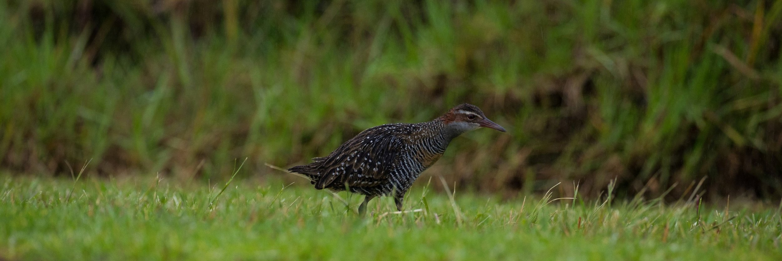 Banded Rail,Mohu-pereru,-151.JPG