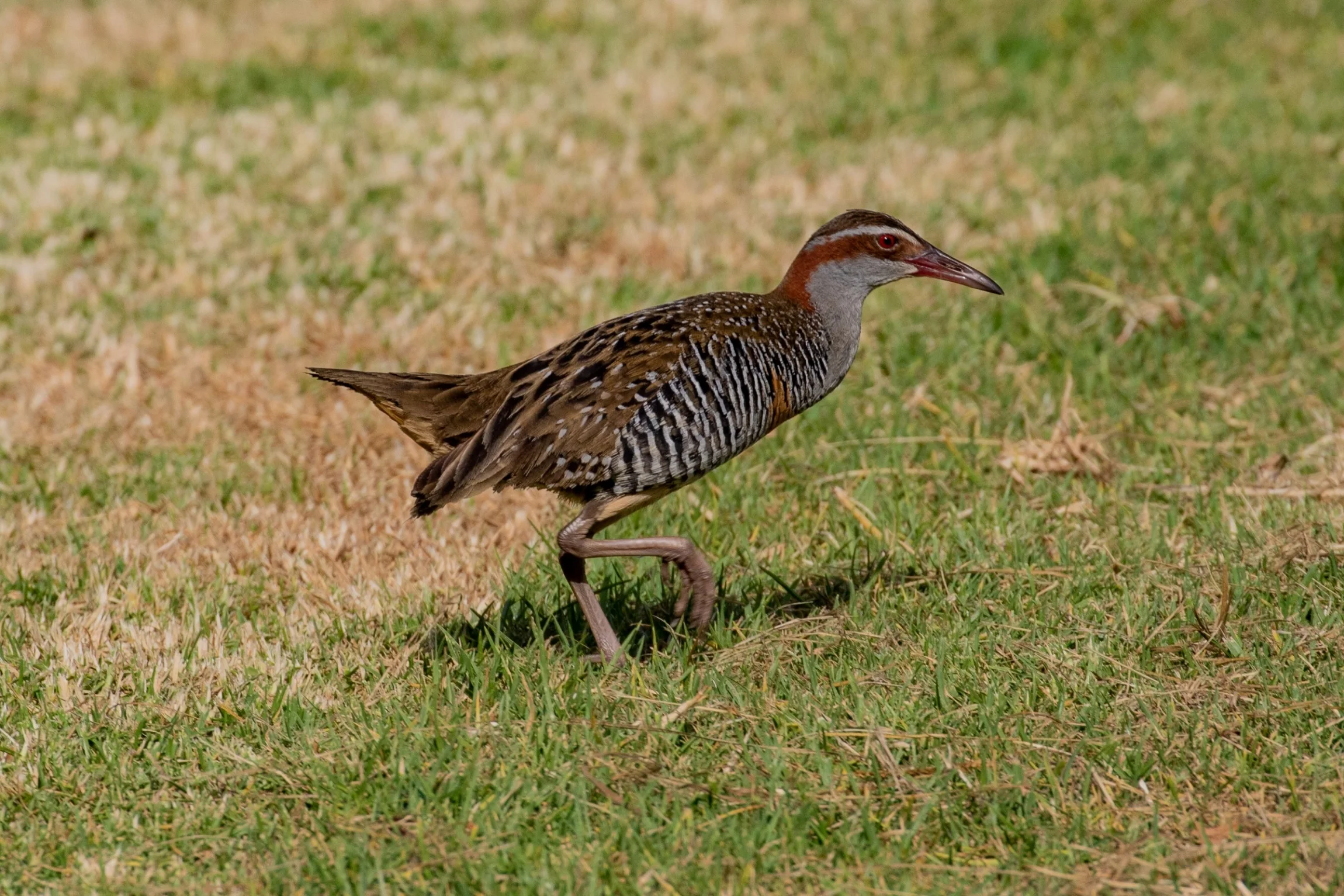Banded Rail,Mohu-Pereru,-1341.JPG