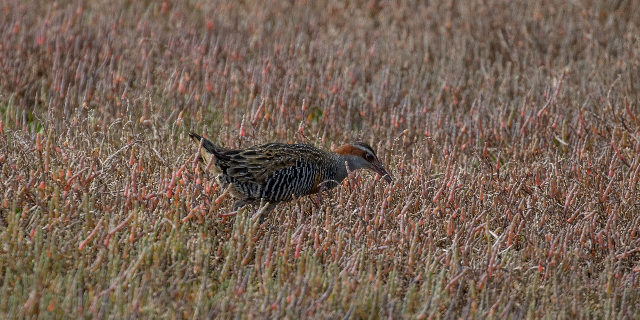 Banded Rail-4934.JPG