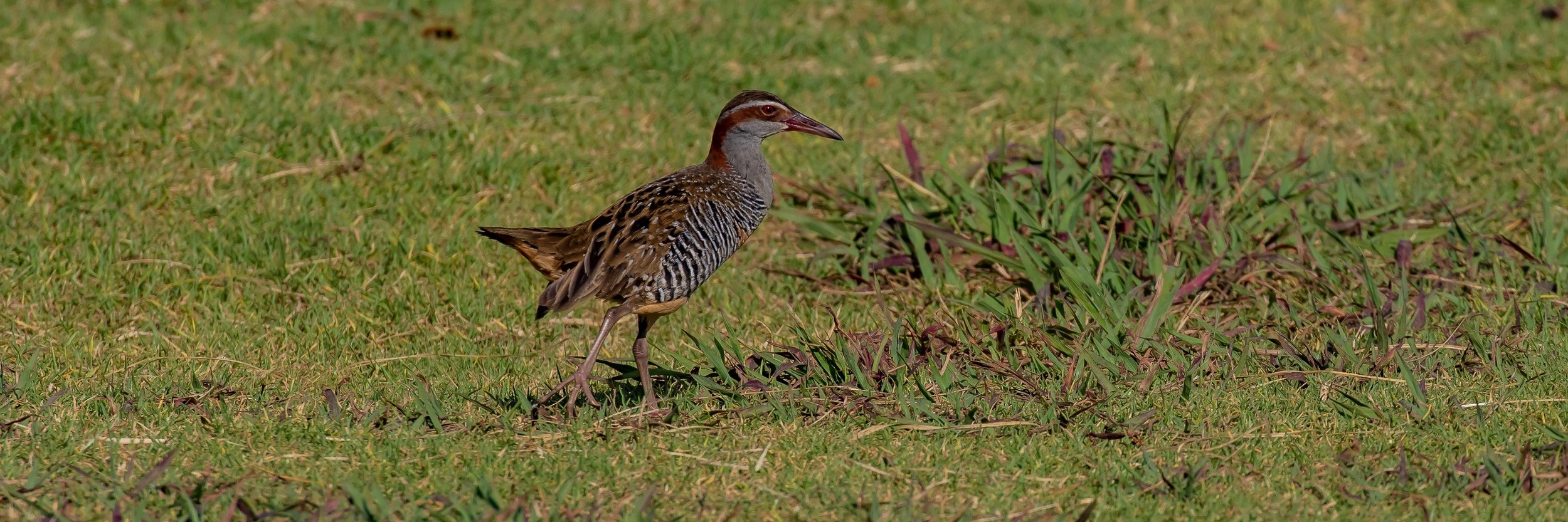 Banded Rail,Mohu-Pereru,-1356.JPG