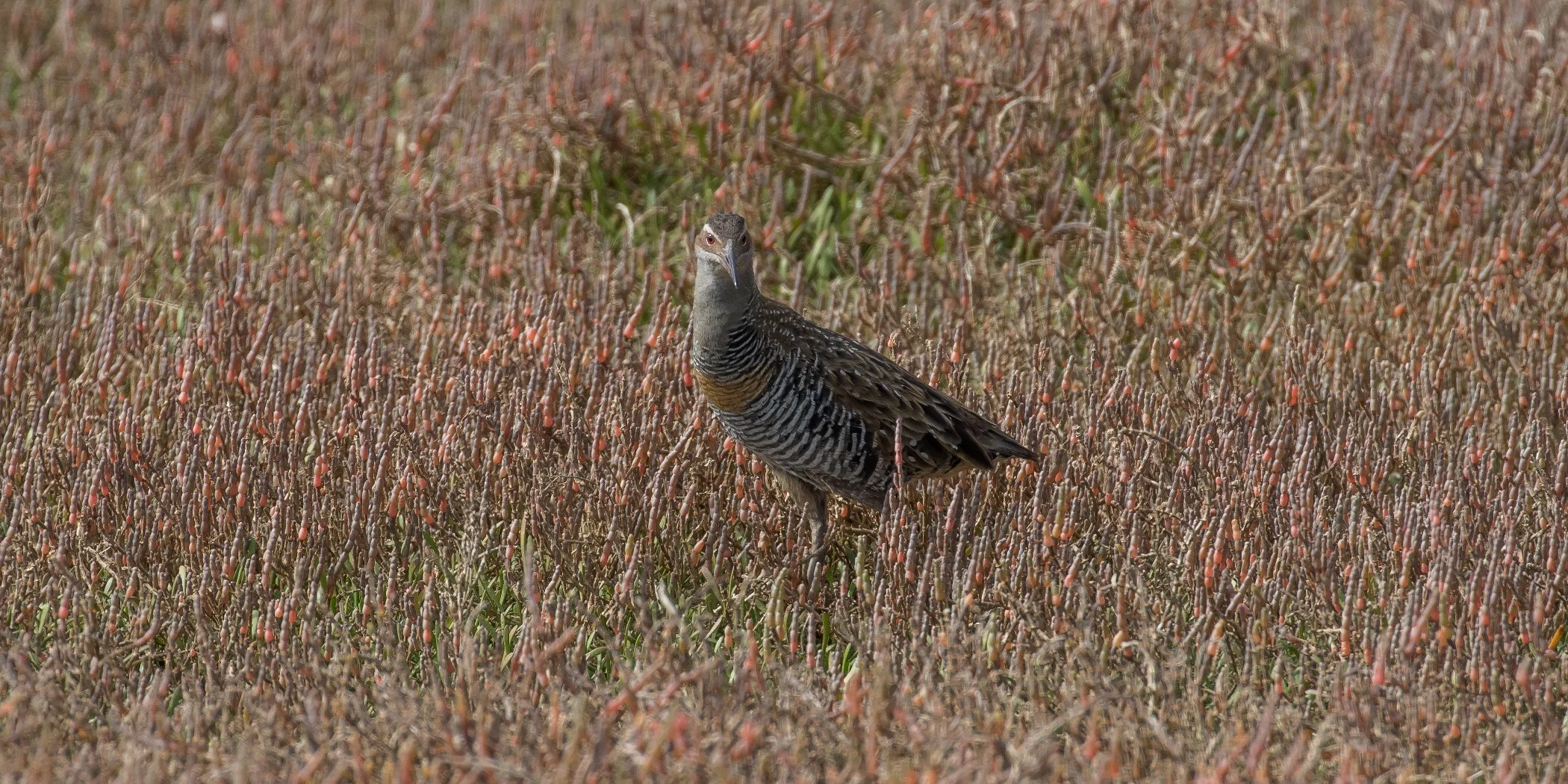 Banded Rail-4946.JPG