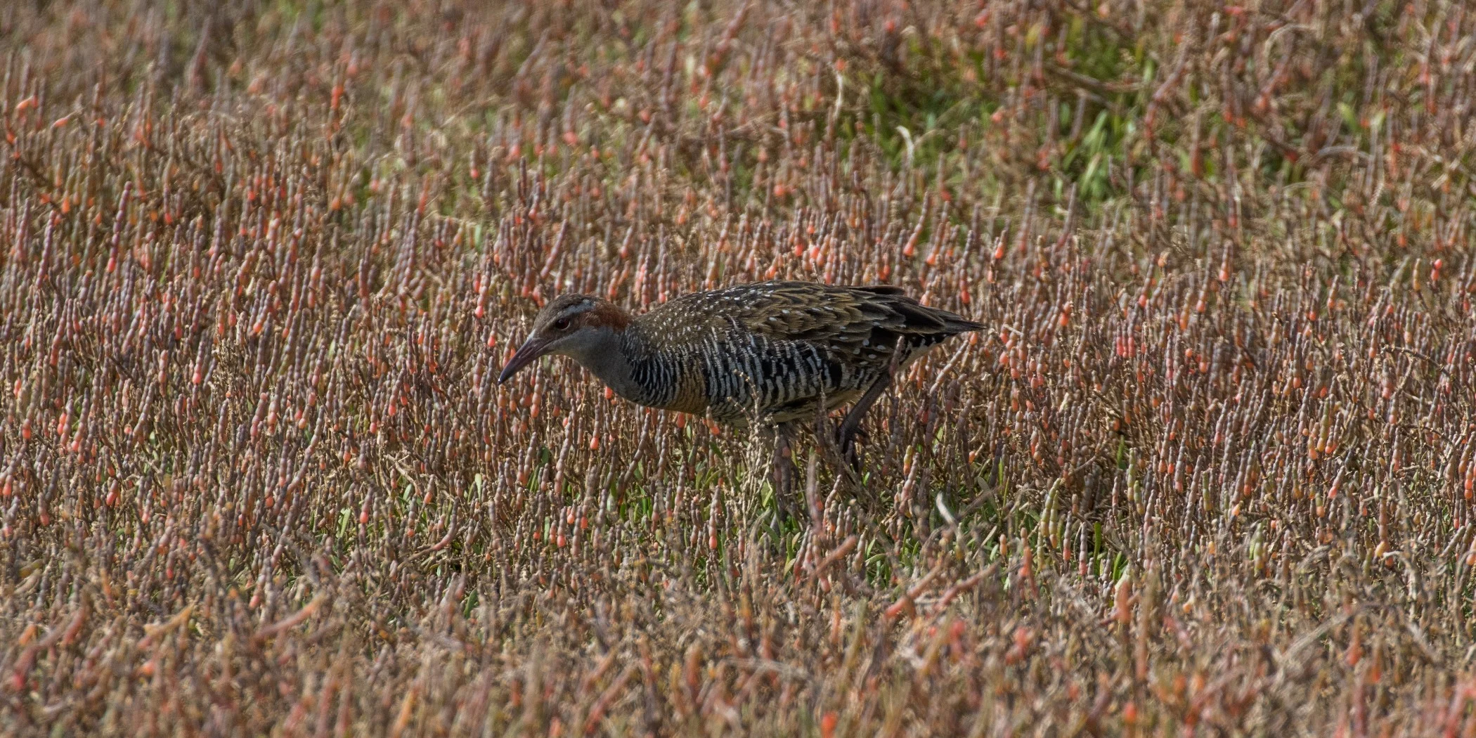 Banded Rail-4948.JPG