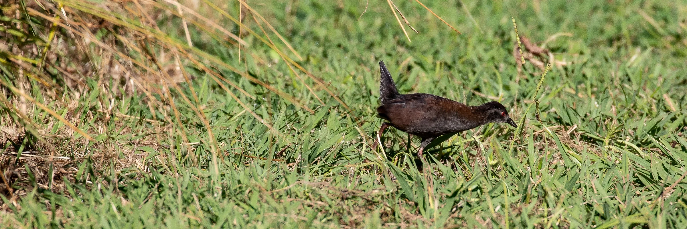 Spotless Crake,-388.JPG