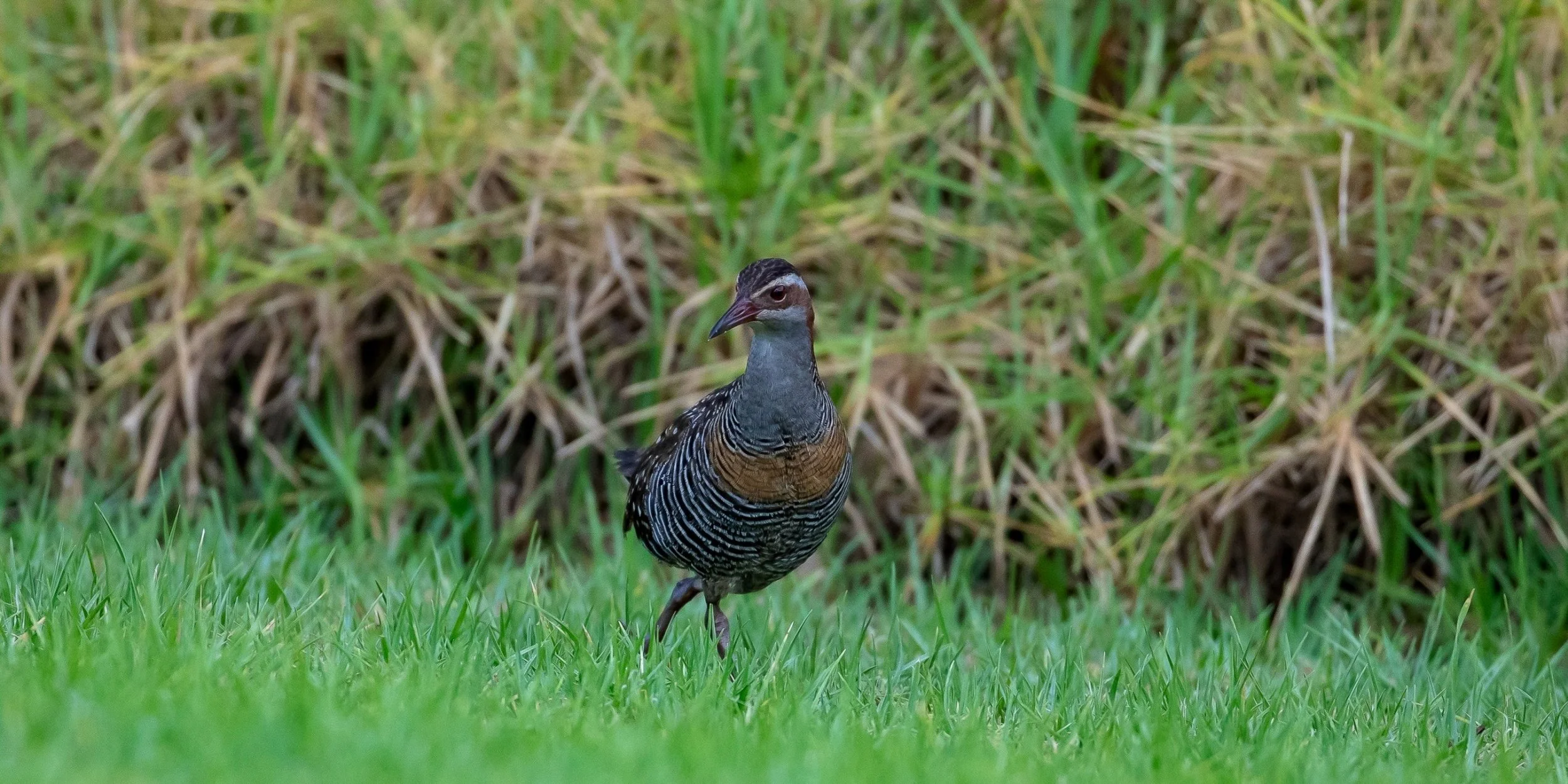 Mohu-Pereru,Banded Rail,-478.JPG