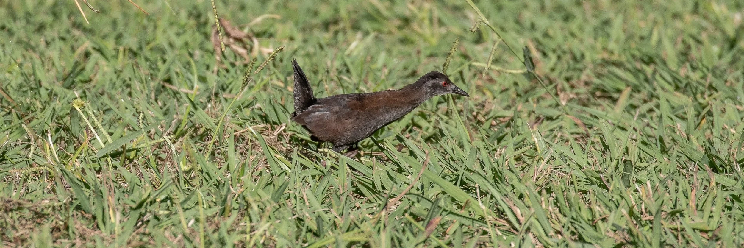 Spotless Crake,-393.JPG
