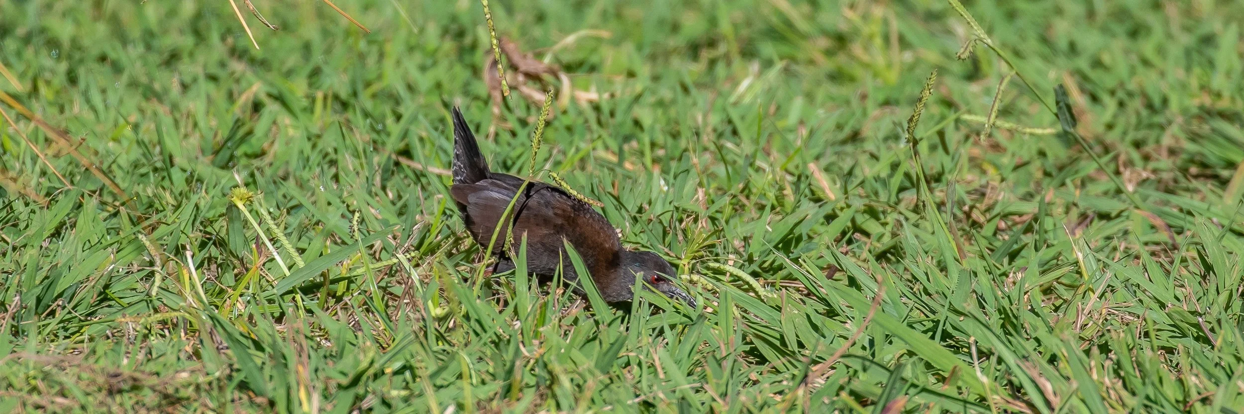 Spotless Crake,-390.JPG