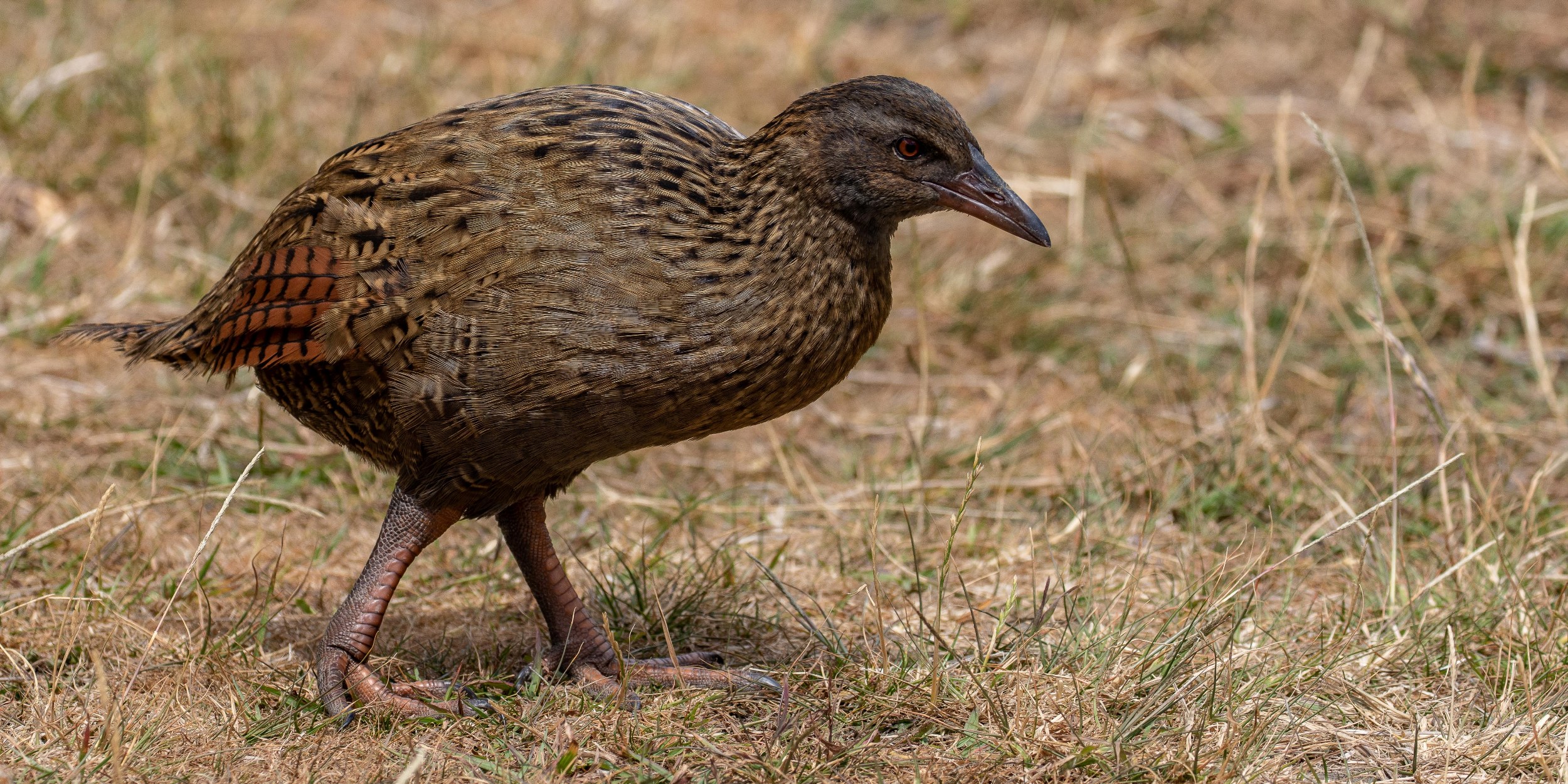Weka,-050.JPG