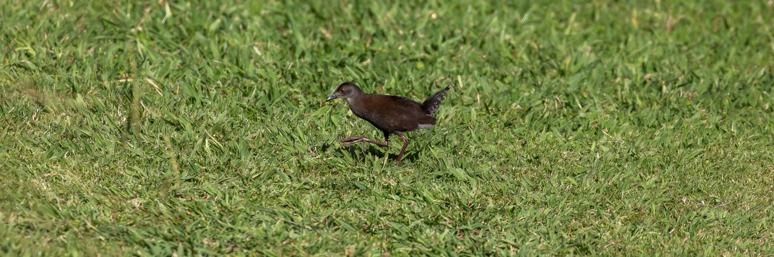 Spotless Crake,-714.JPG