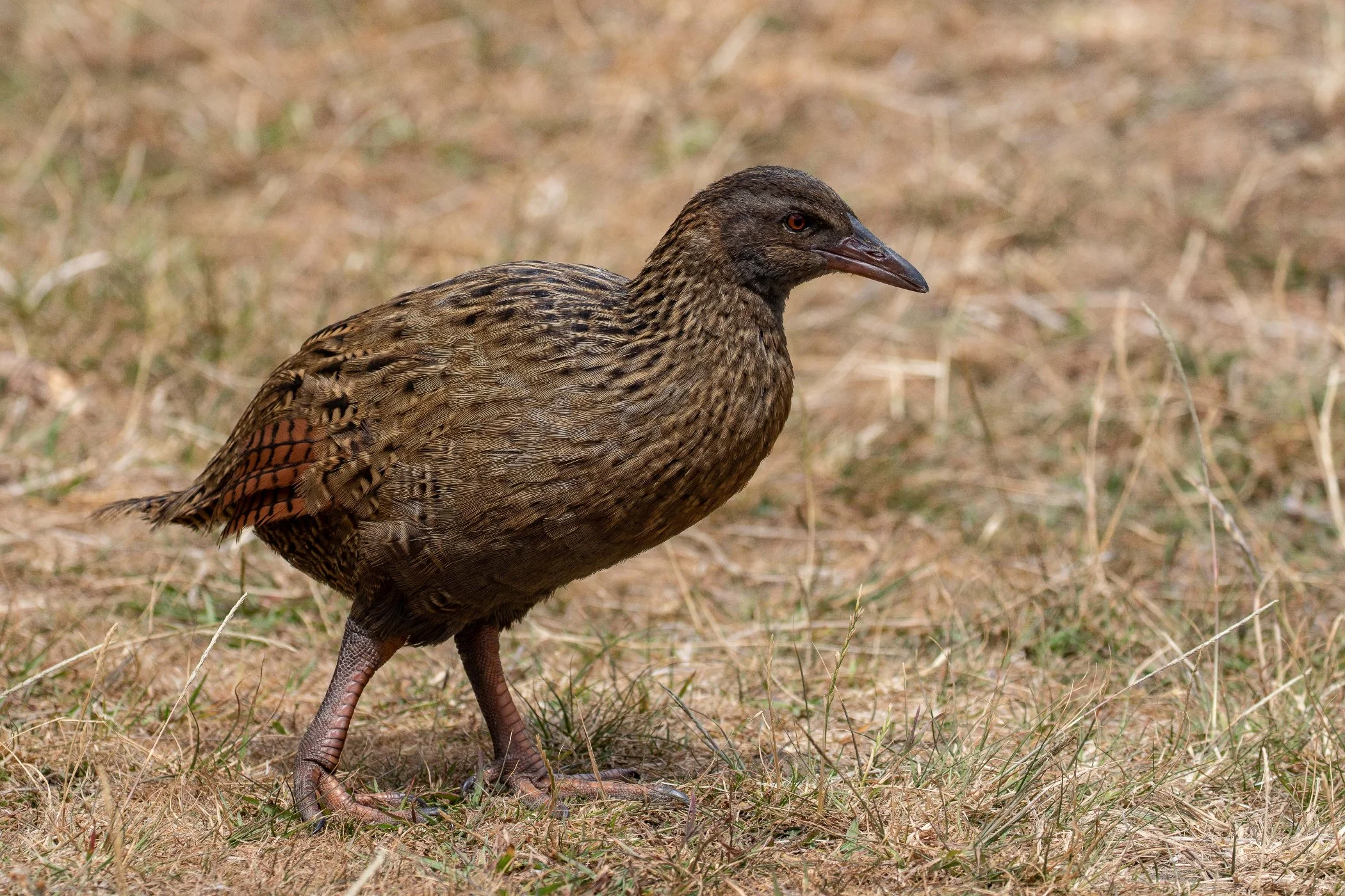 Weka,-051.JPG