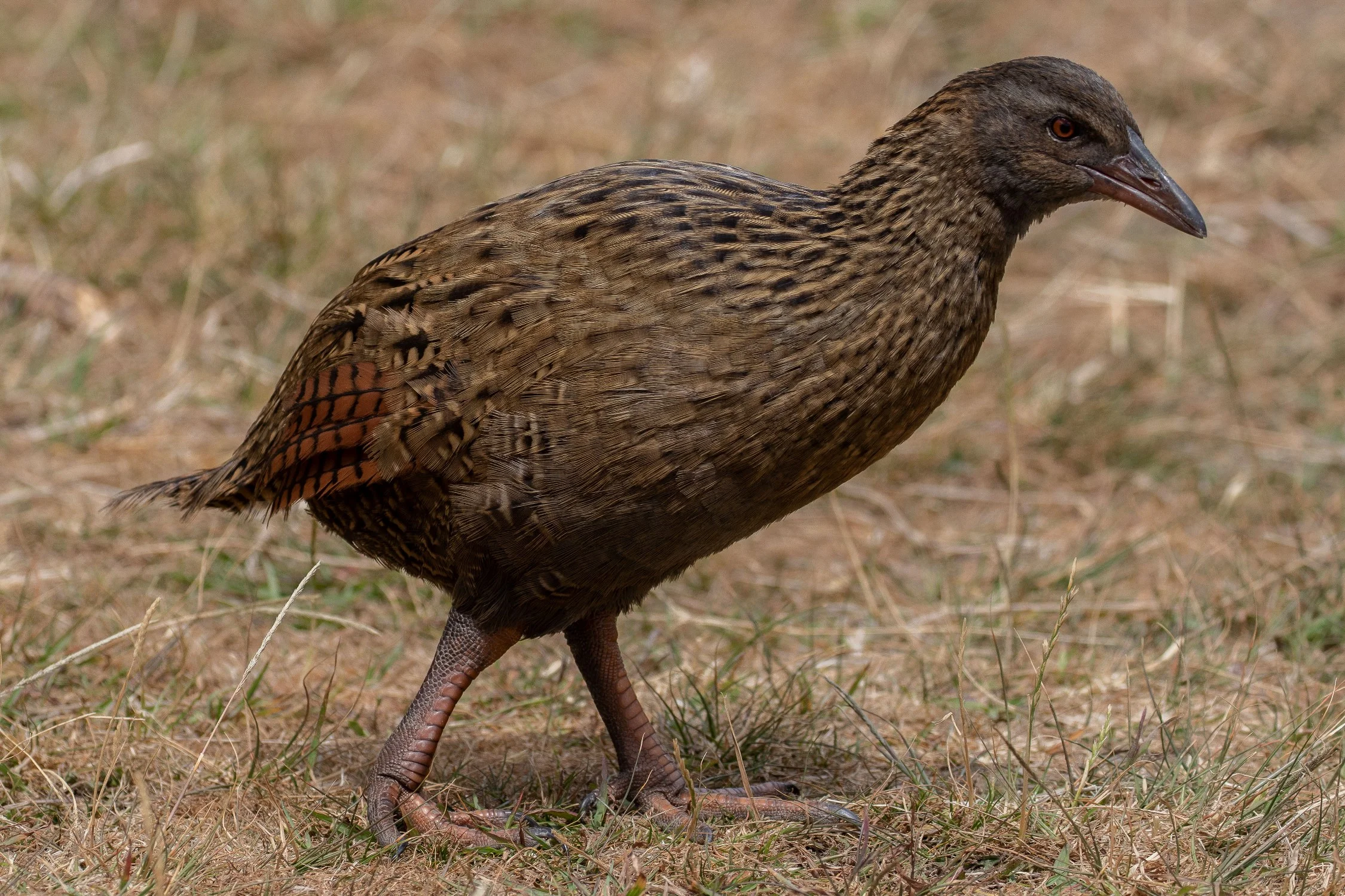 Weka,-053.JPG