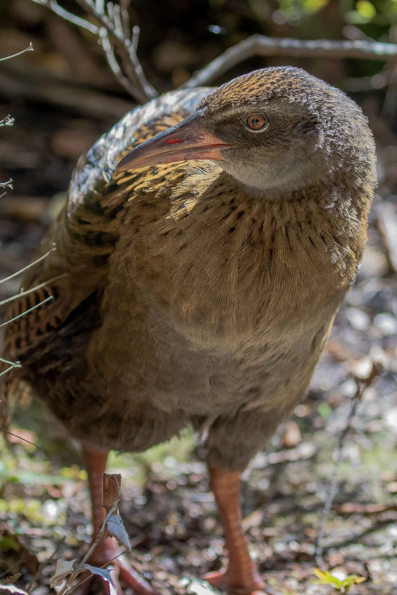 Weka,160429(23)-653d.jpg