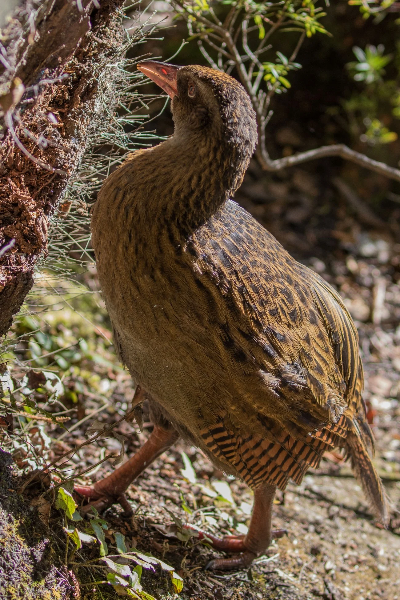 Weka,160429(23)-659d.jpg