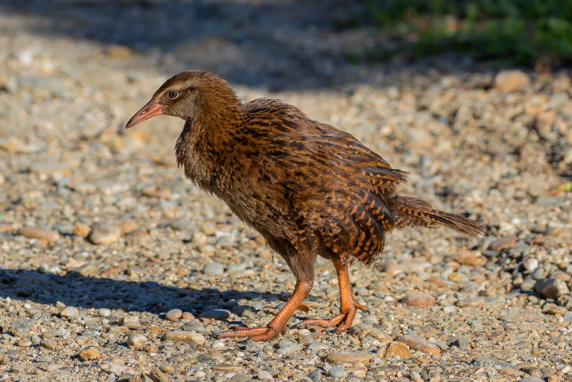 Weka,160429-504d.jpg