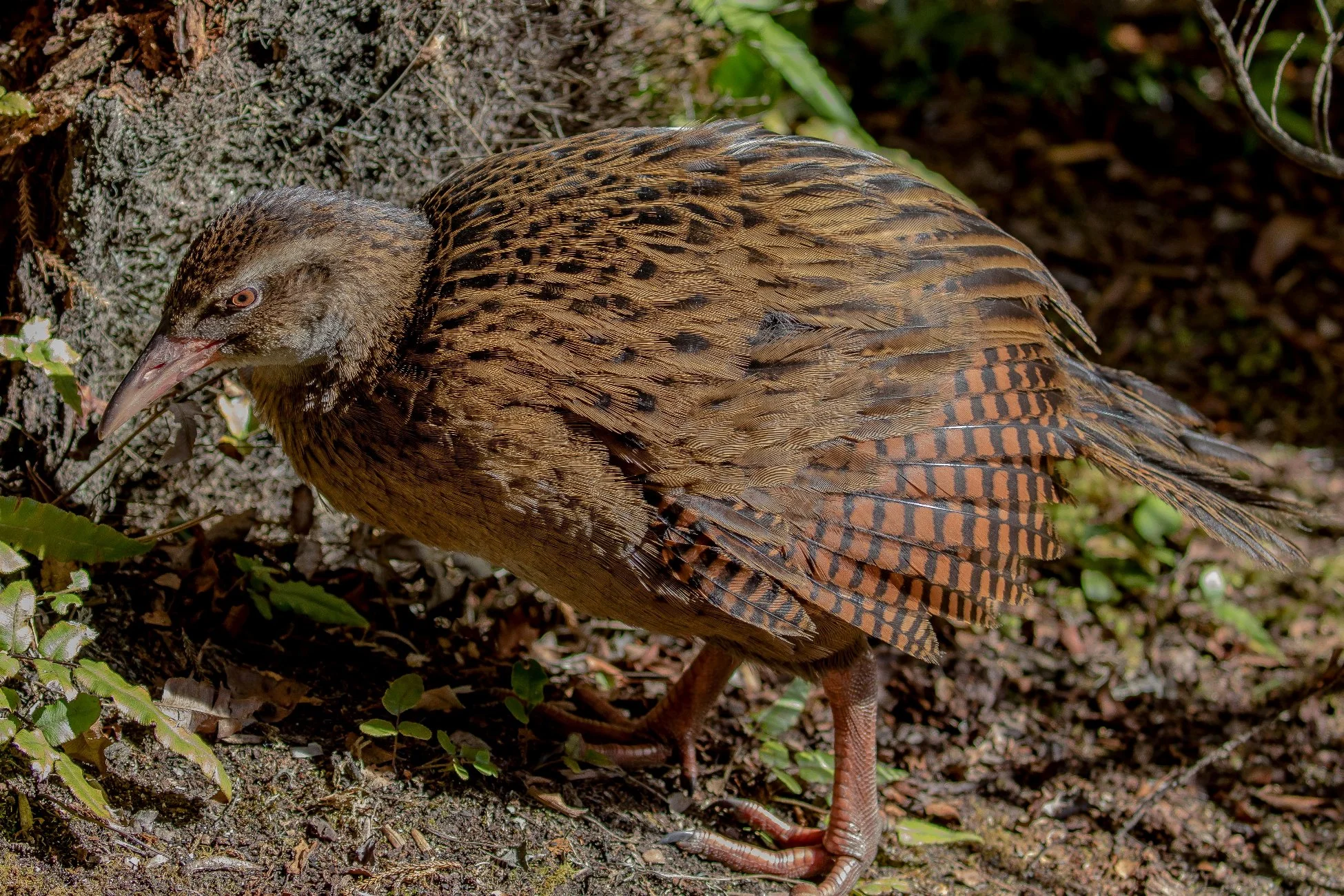 Weka,160429-672d.jpg