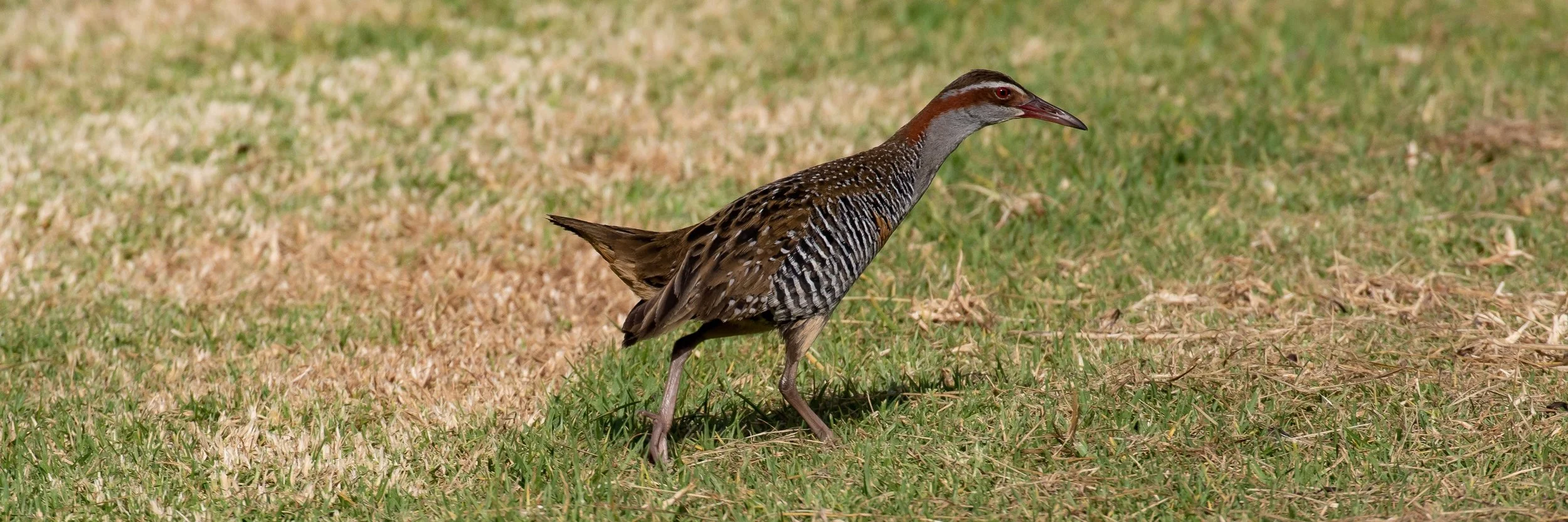 Banded Rail,Mohu-Pereru,-1343.JPG