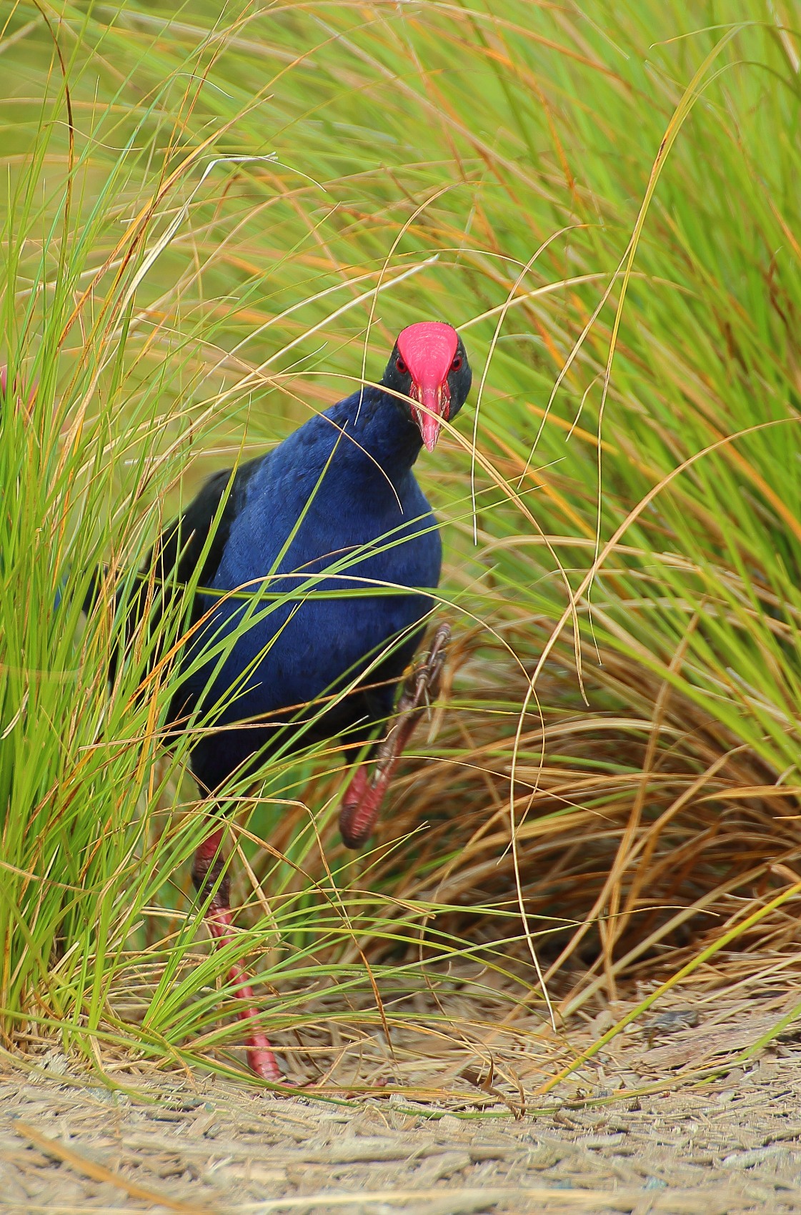 Pukeko 141029-5d 104d.jpg