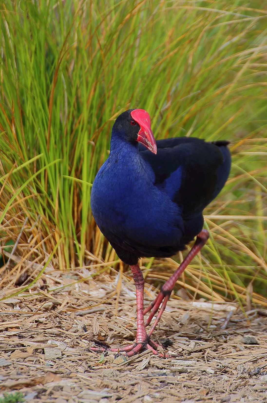 Pukeko 141029-5d 148d.jpg