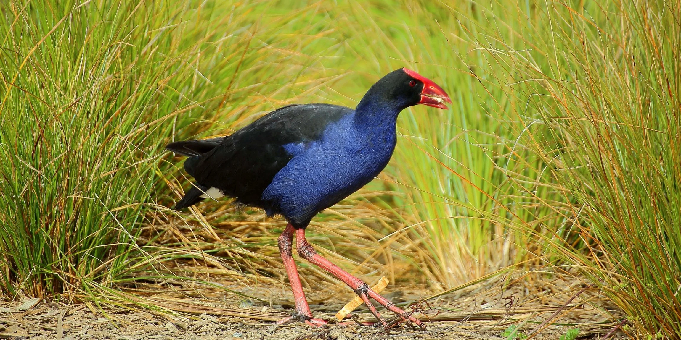 Pukeko 141029-5d 111(21d).jpg