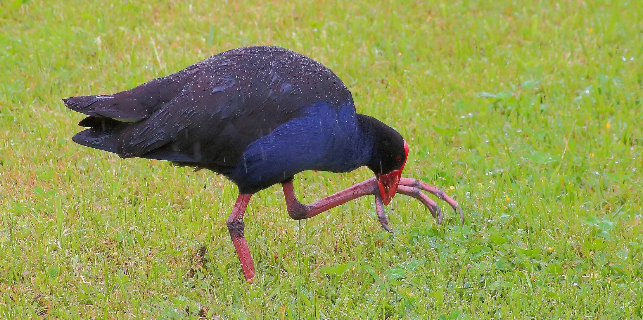 Pukeko 141219 007(21d).jpg