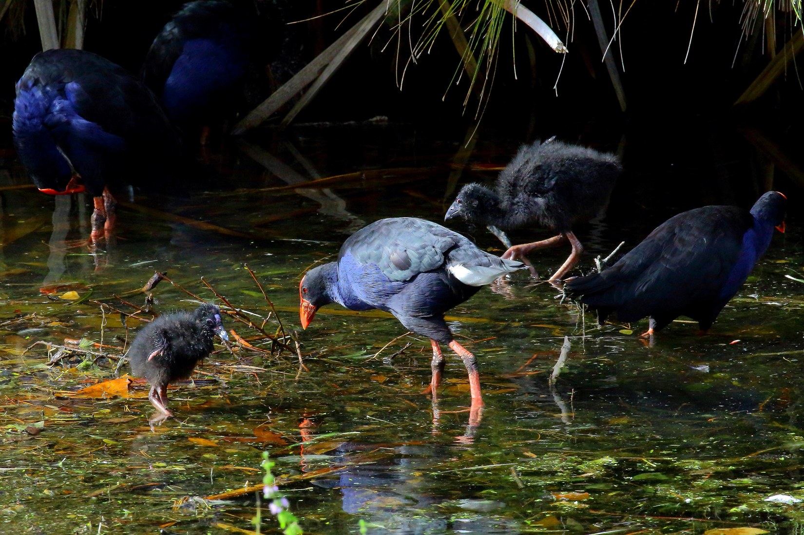 Pukeko 150321 041d.jpg
