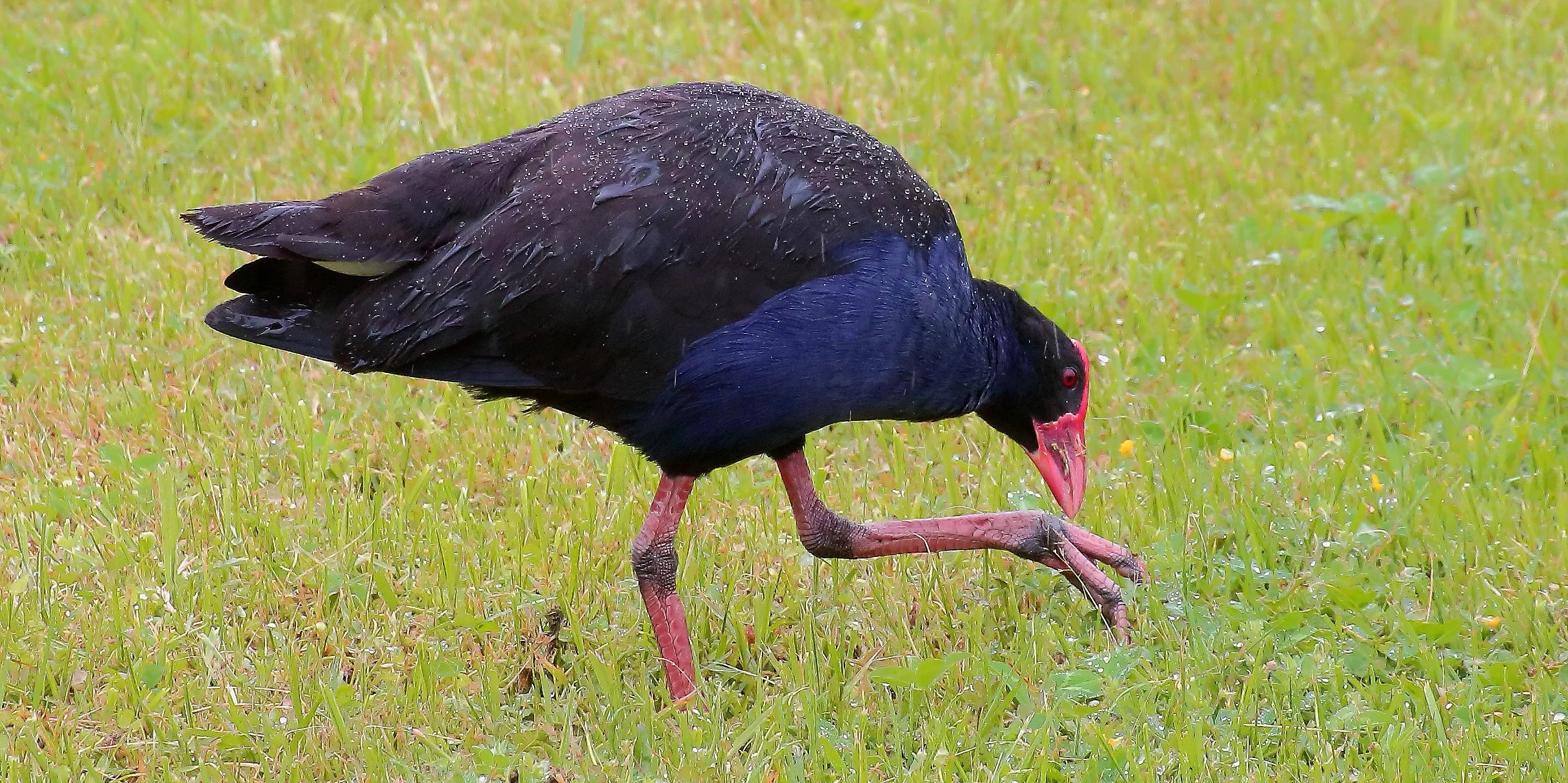Pukeko 141219 008(21d).jpg