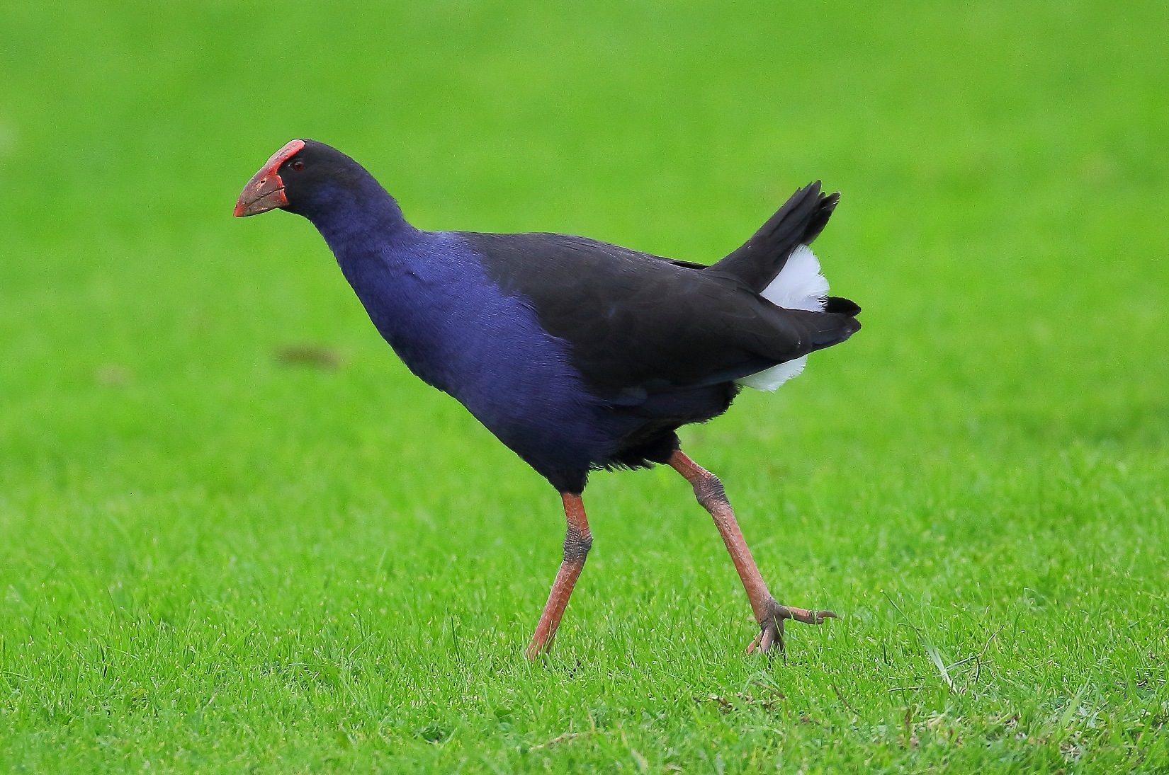 Pukeko 150629 082d.jpg