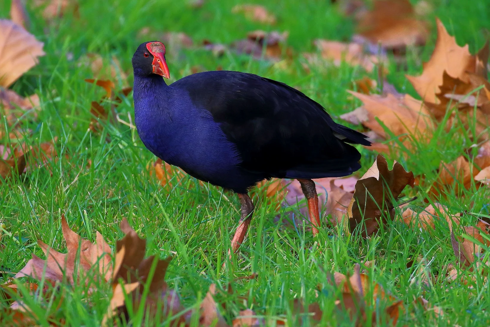 Pukeko 150712 189d.jpg