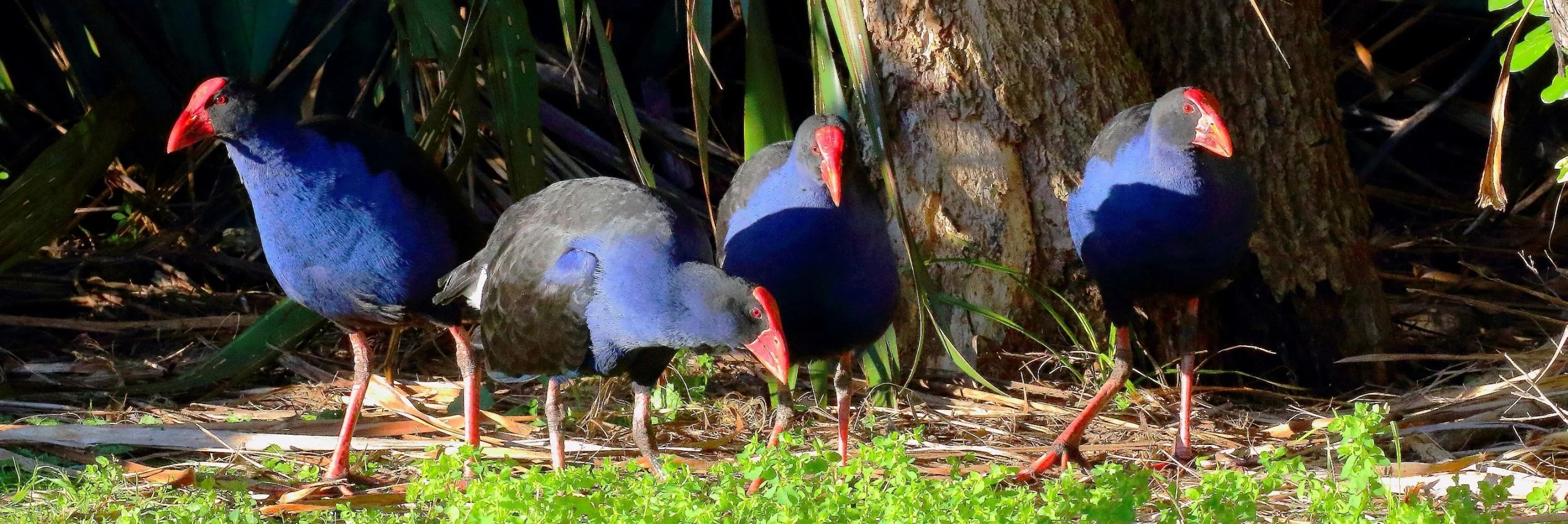 Pukeko 150712 320(31d).jpg