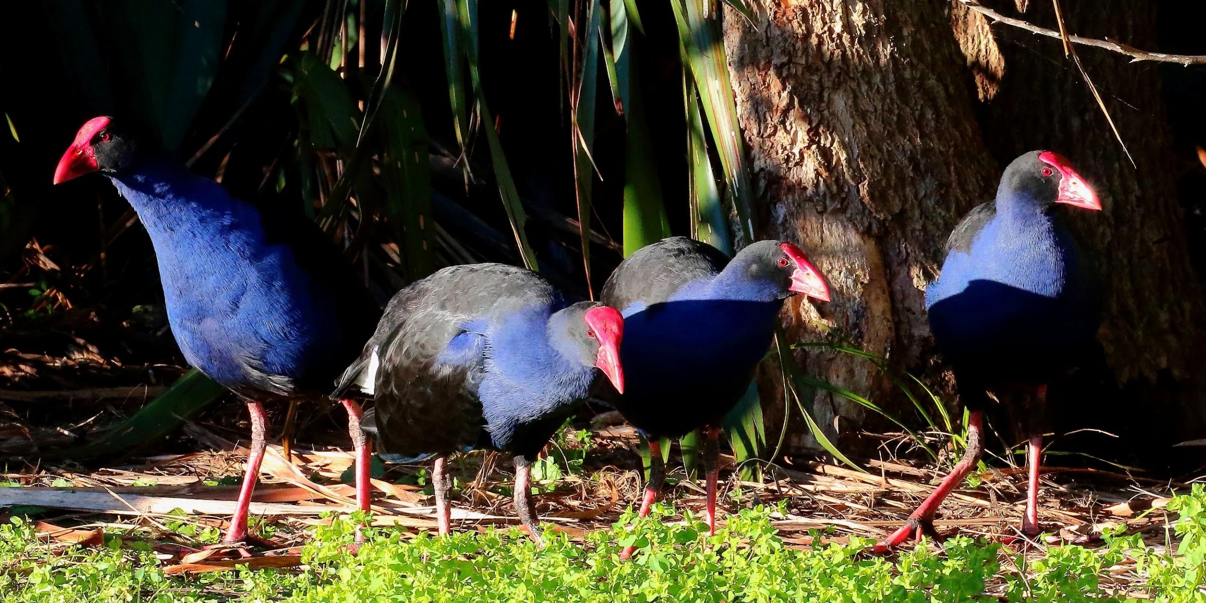 Pukeko 150712 324(21d).jpg