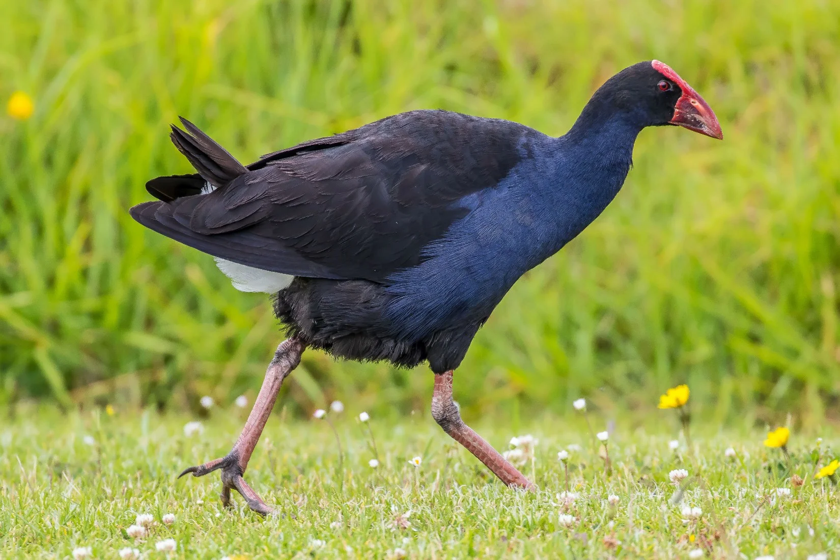 Pukeko, 151228-052d.jpg