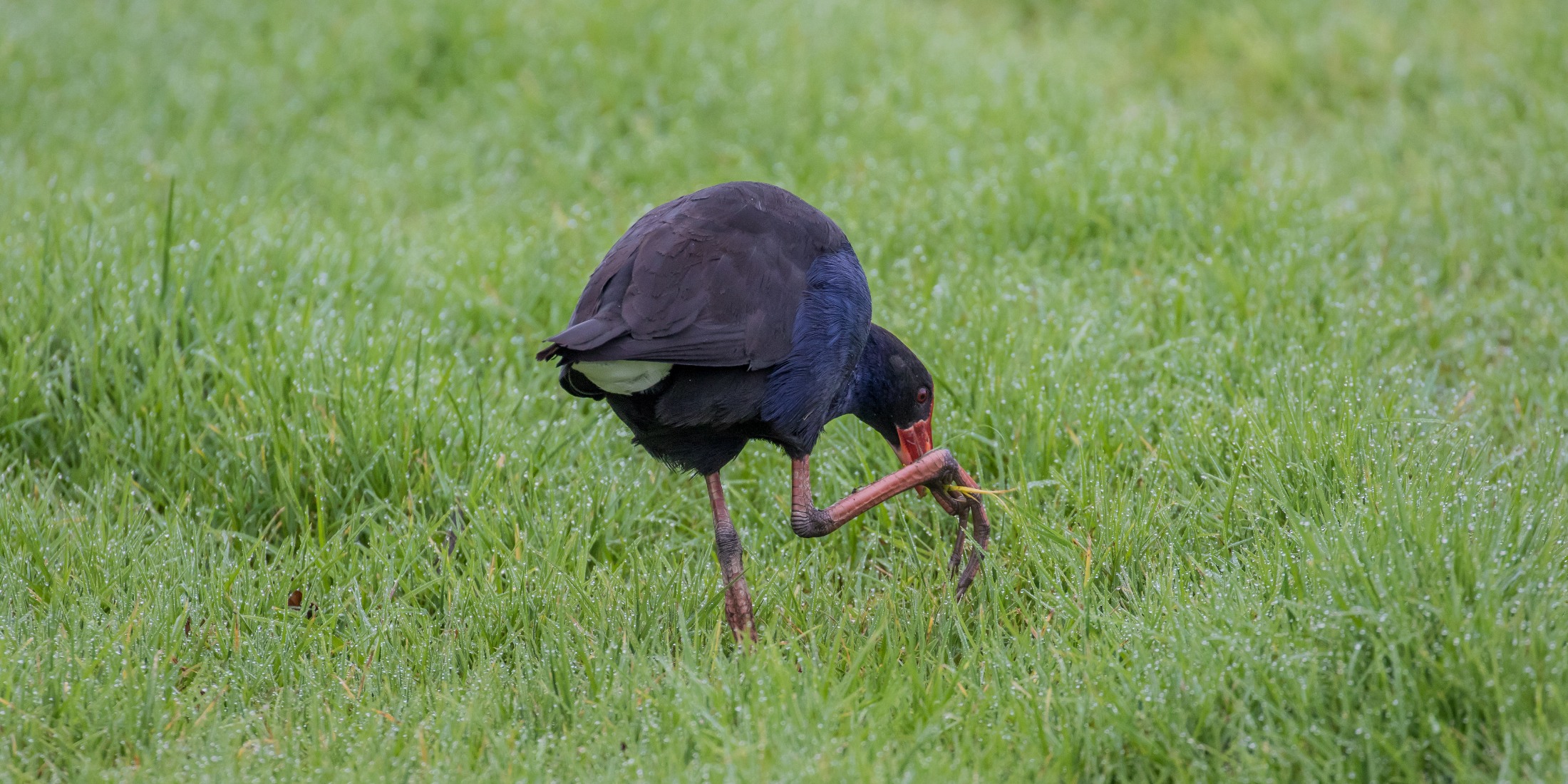 Pukeko,-4576.JPG