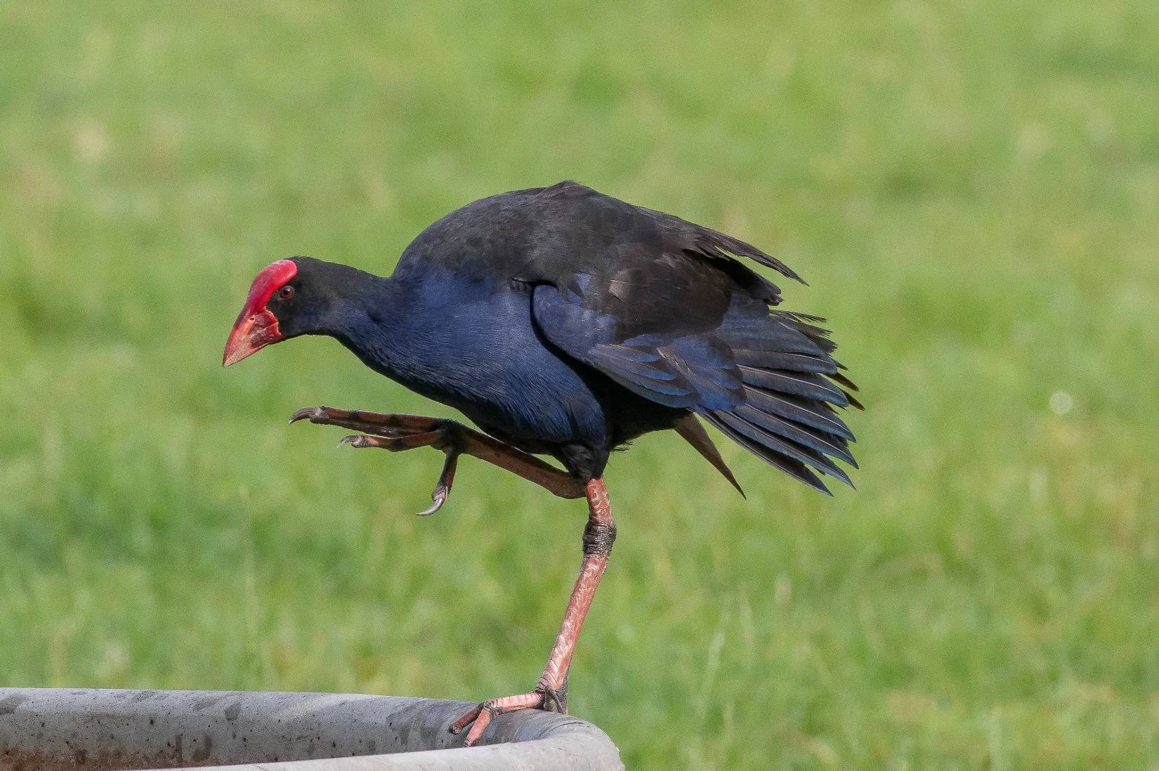 Pukeko,160129-014d.jpg