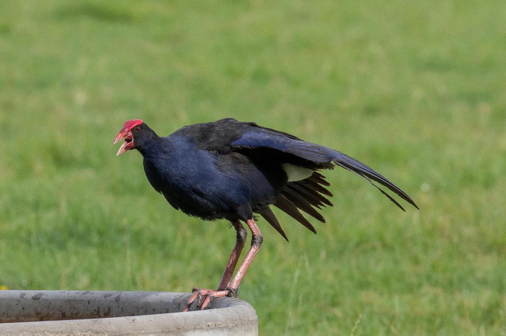 Pukeko,160129-017d.jpg