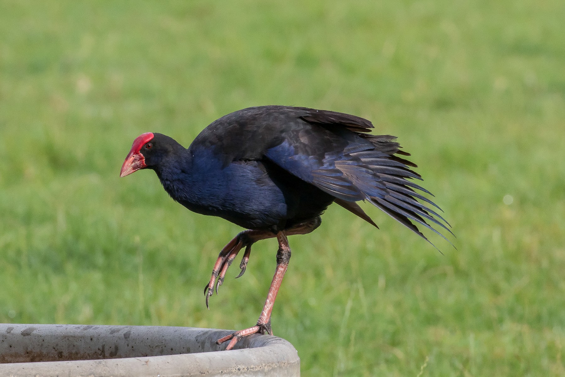 Pukeko,160129-020d.jpg