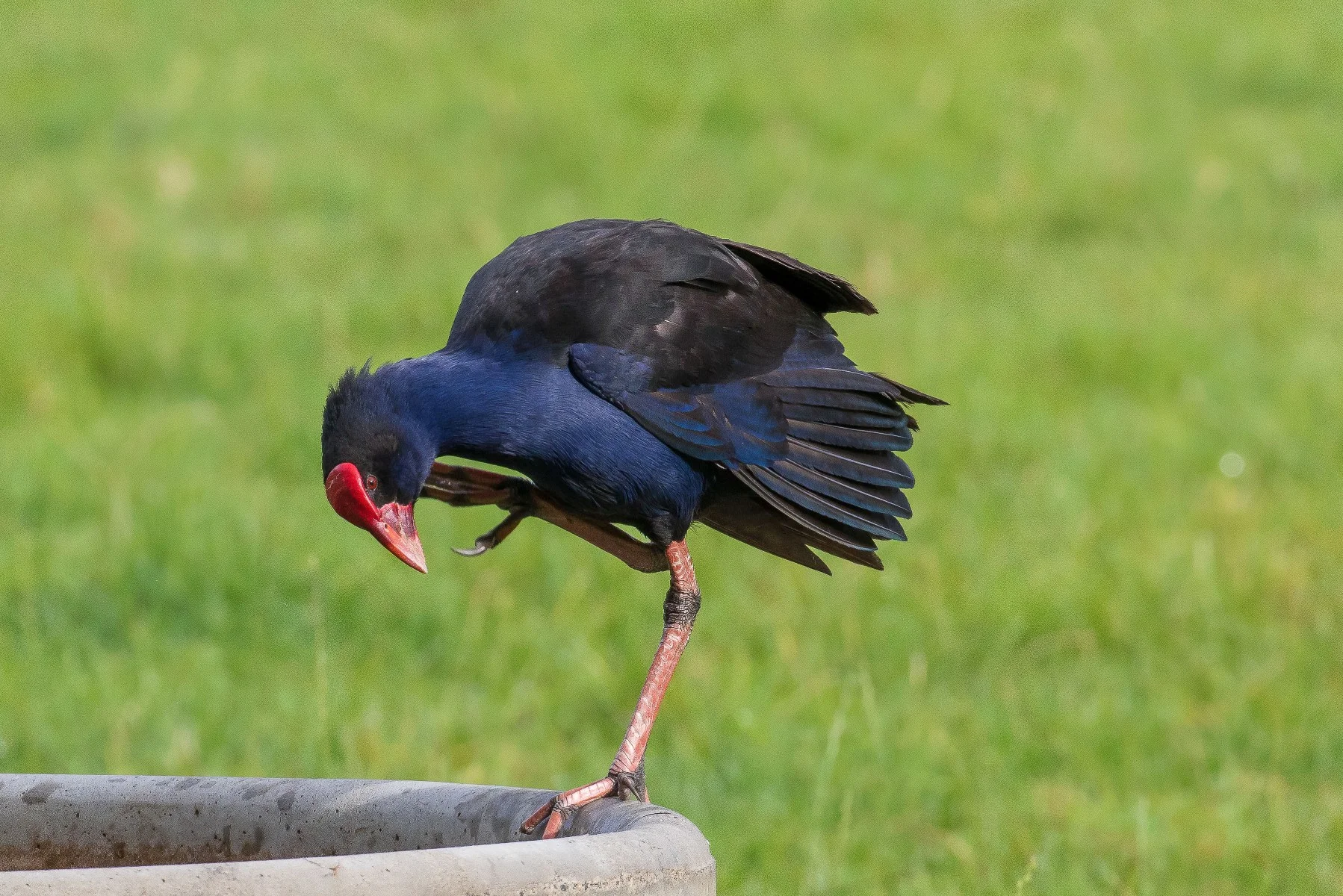 Pukeko,160129-023d .jpg