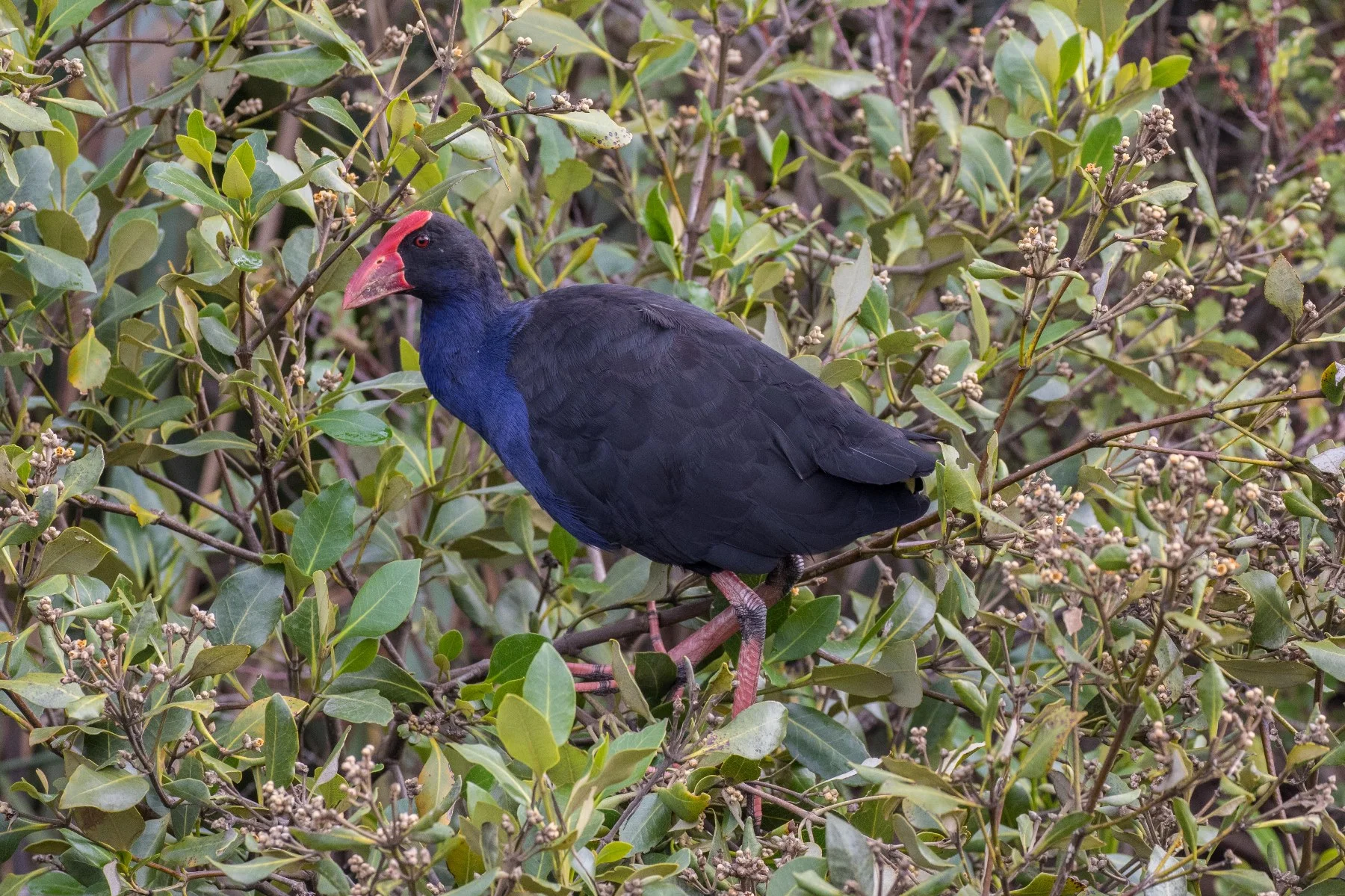 Pukeko,d-3356.jpg