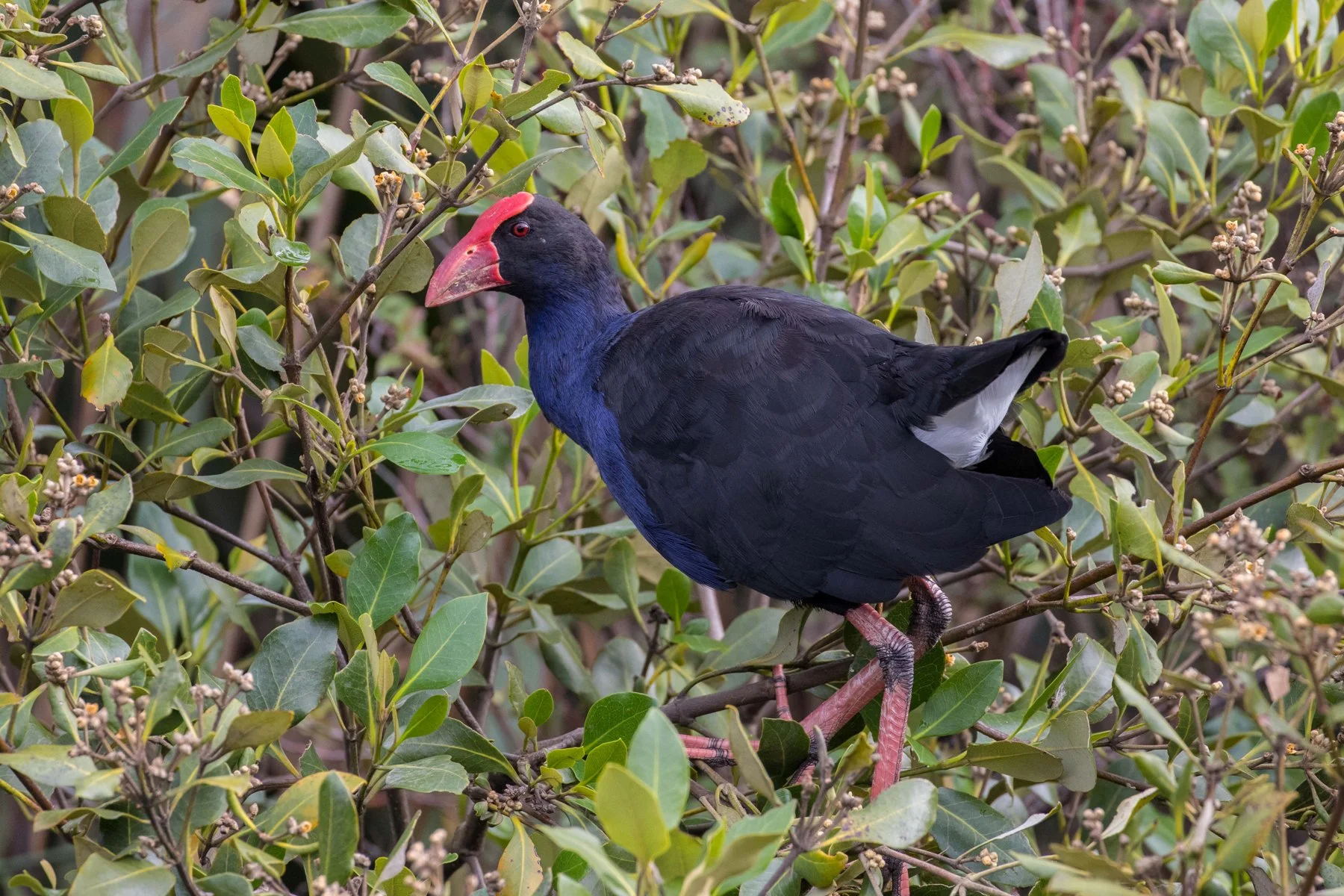 Pukeko,d-3360.jpg