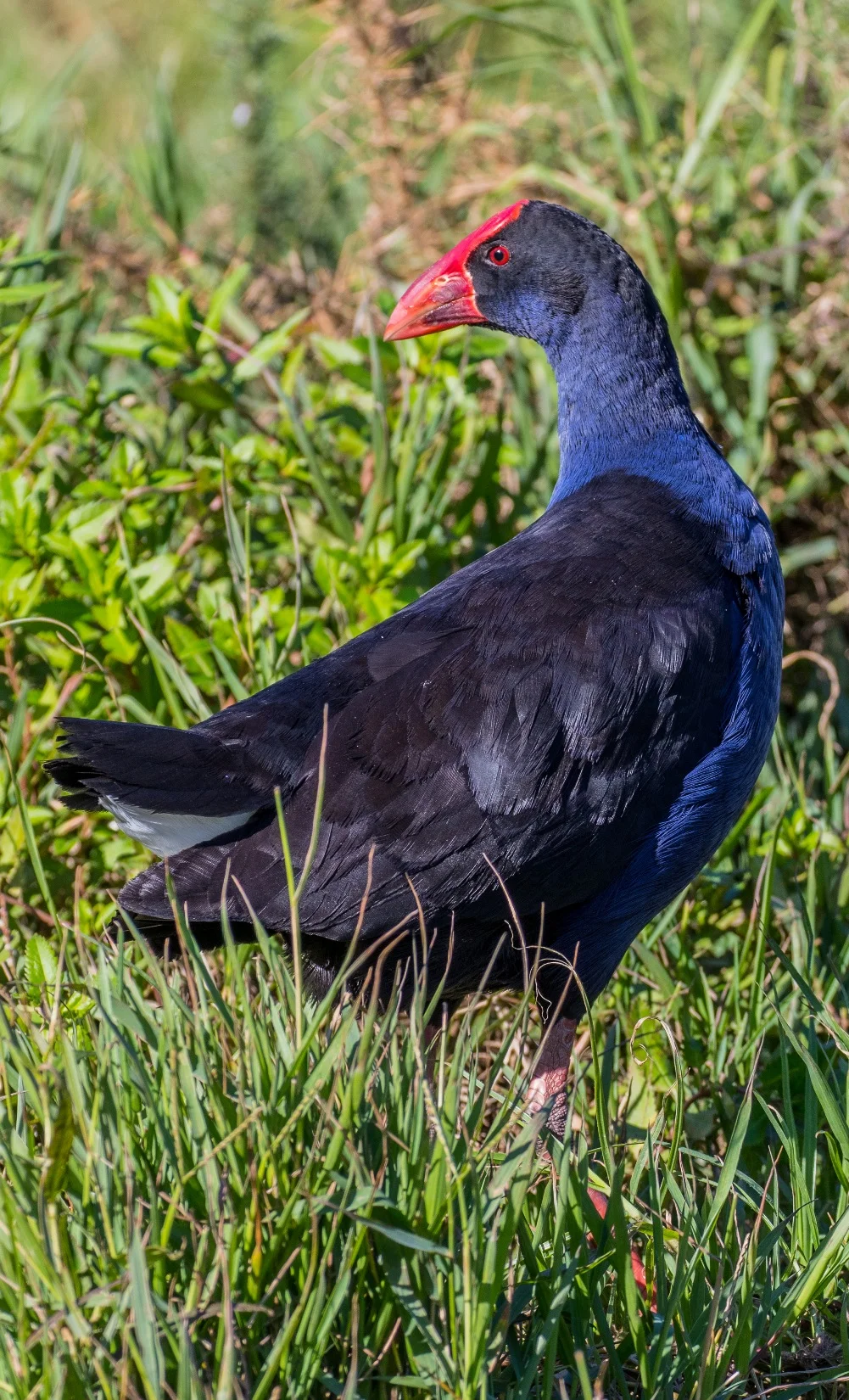 Pukeko,d-3871.jpg