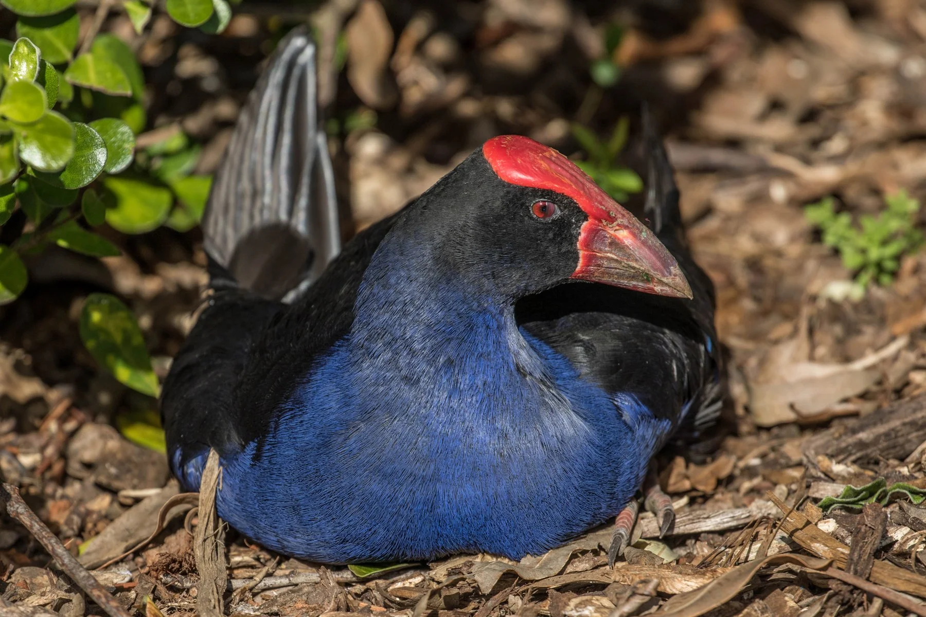 Pukeko,d-4053.jpg